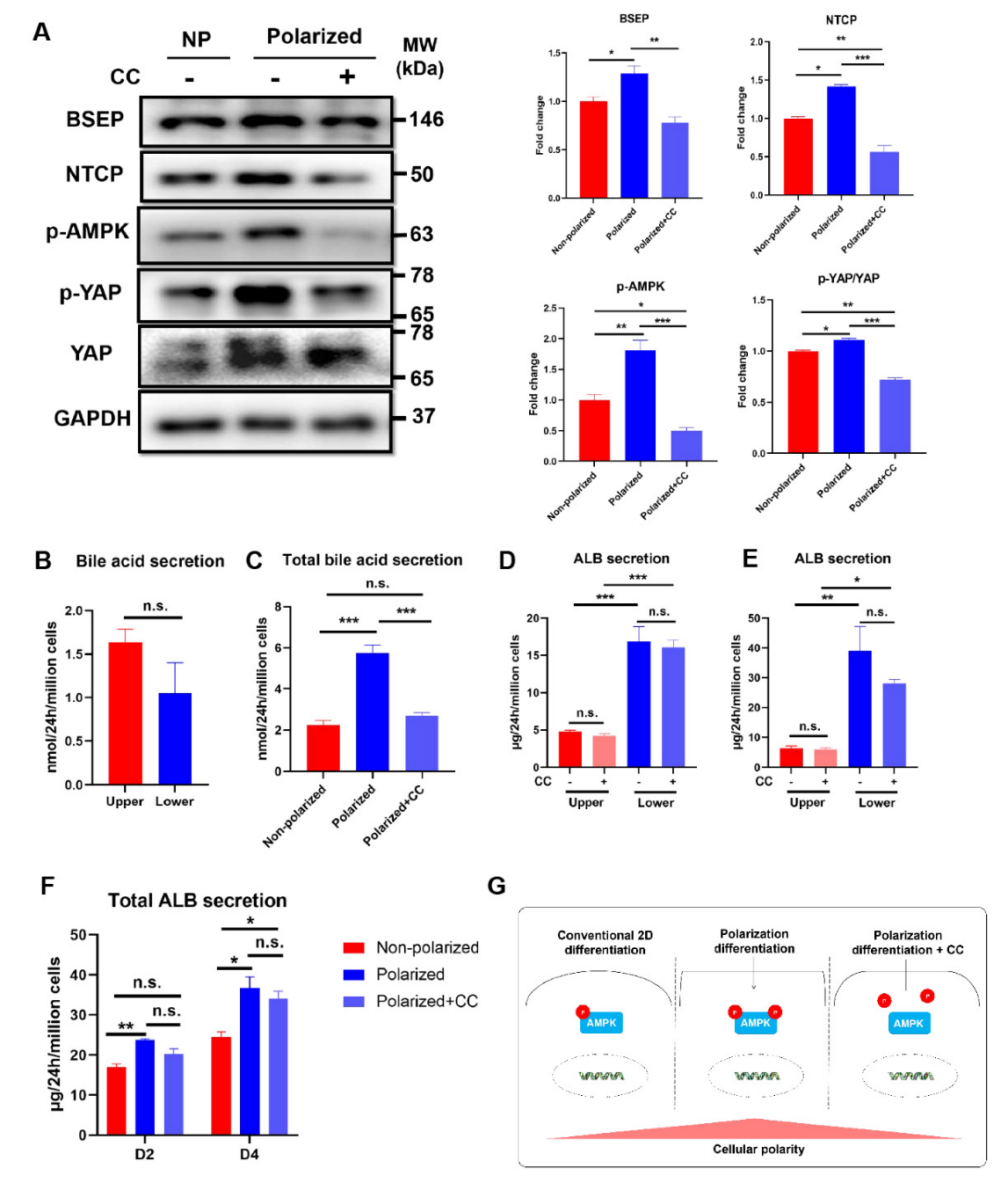Cells 11 04117 g007 Cells 11 04117 g007