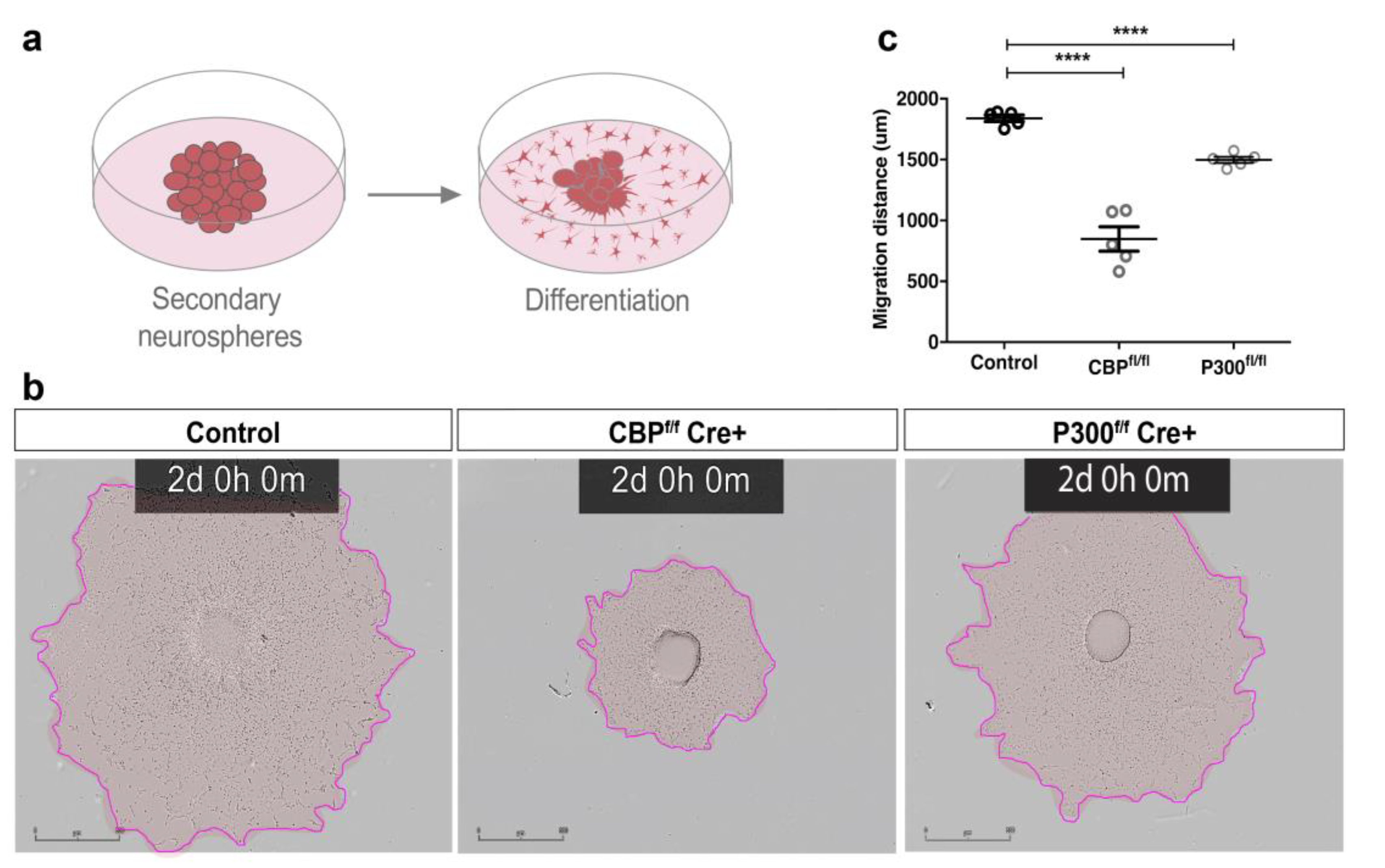 Cells 11 04118 g002 Cells 11 04118 g002