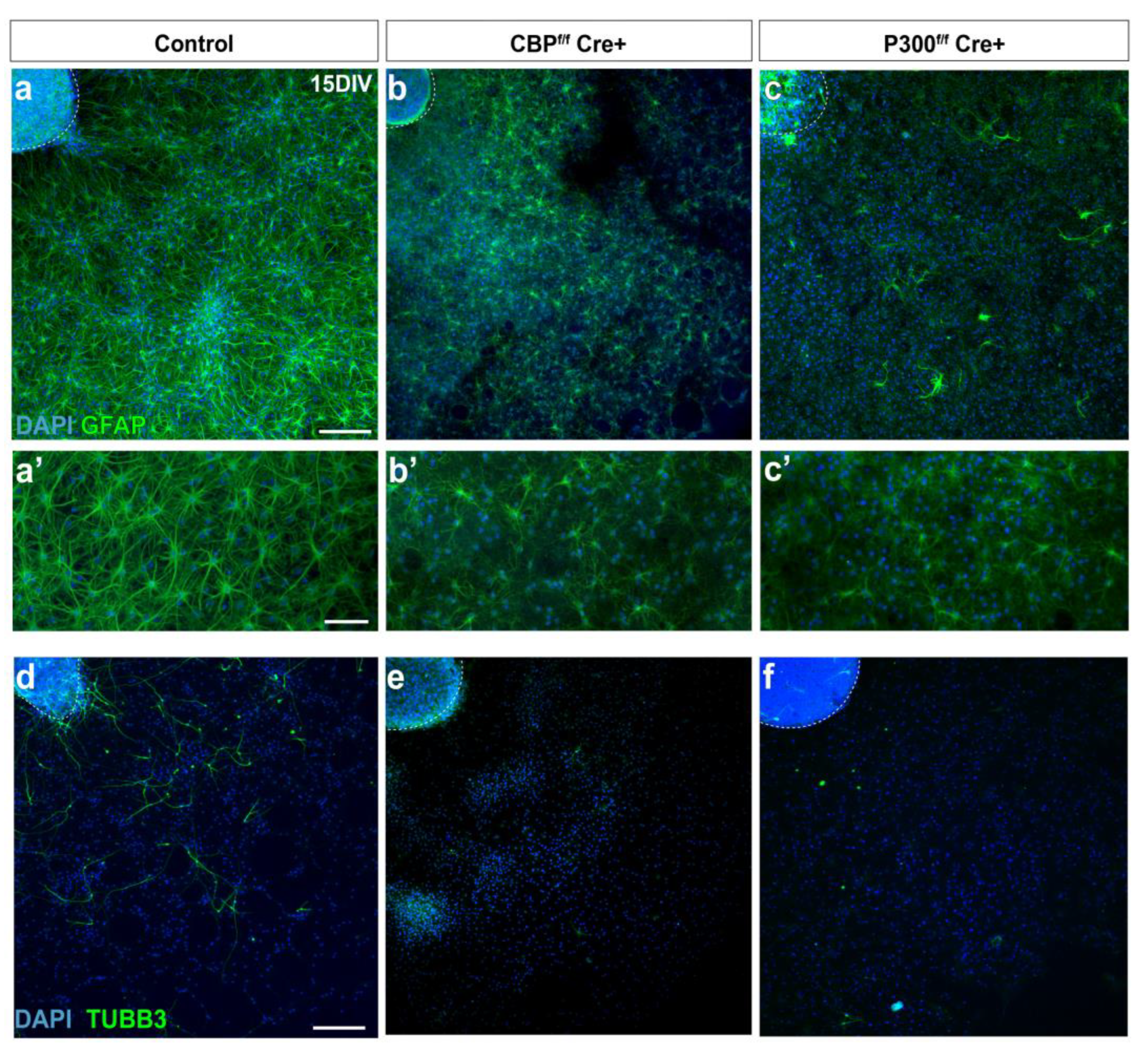 Cells 11 04118 g003 Cells 11 04118 g003