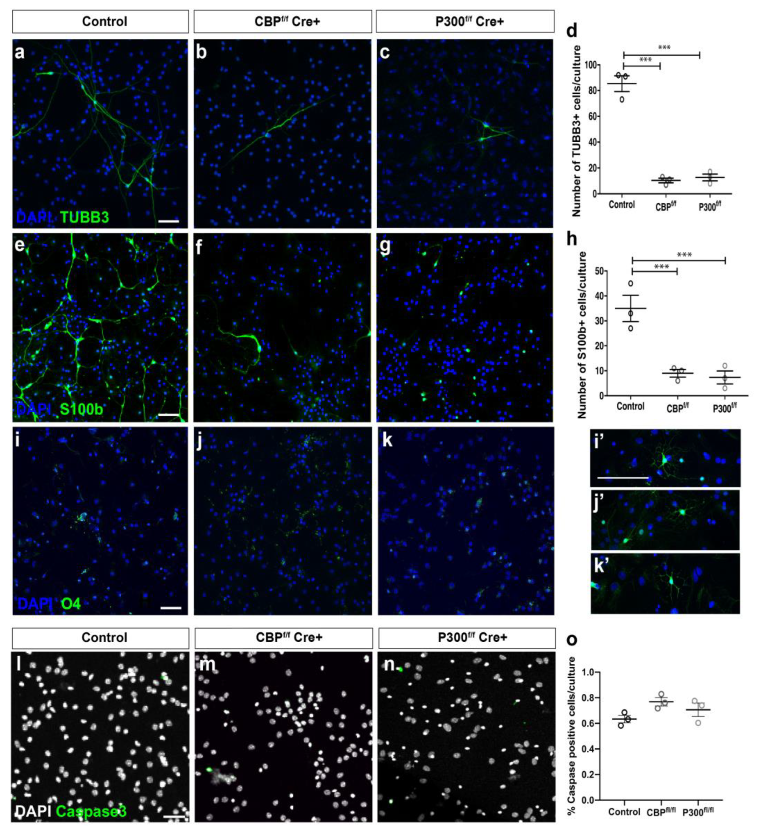Cells 11 04118 g004 Cells 11 04118 g004