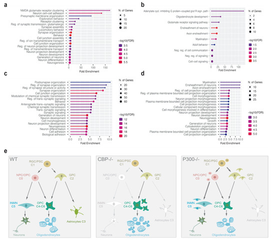 CBP and p300 Jointly Maintain Neural Progenitor Viability but Play ...