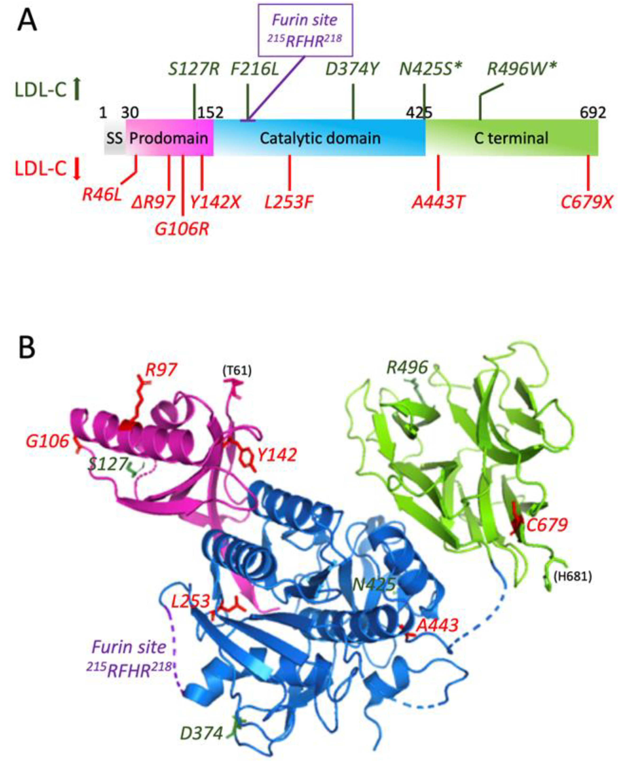 Cells 11 04132 g001 Cells 11 04132 g001