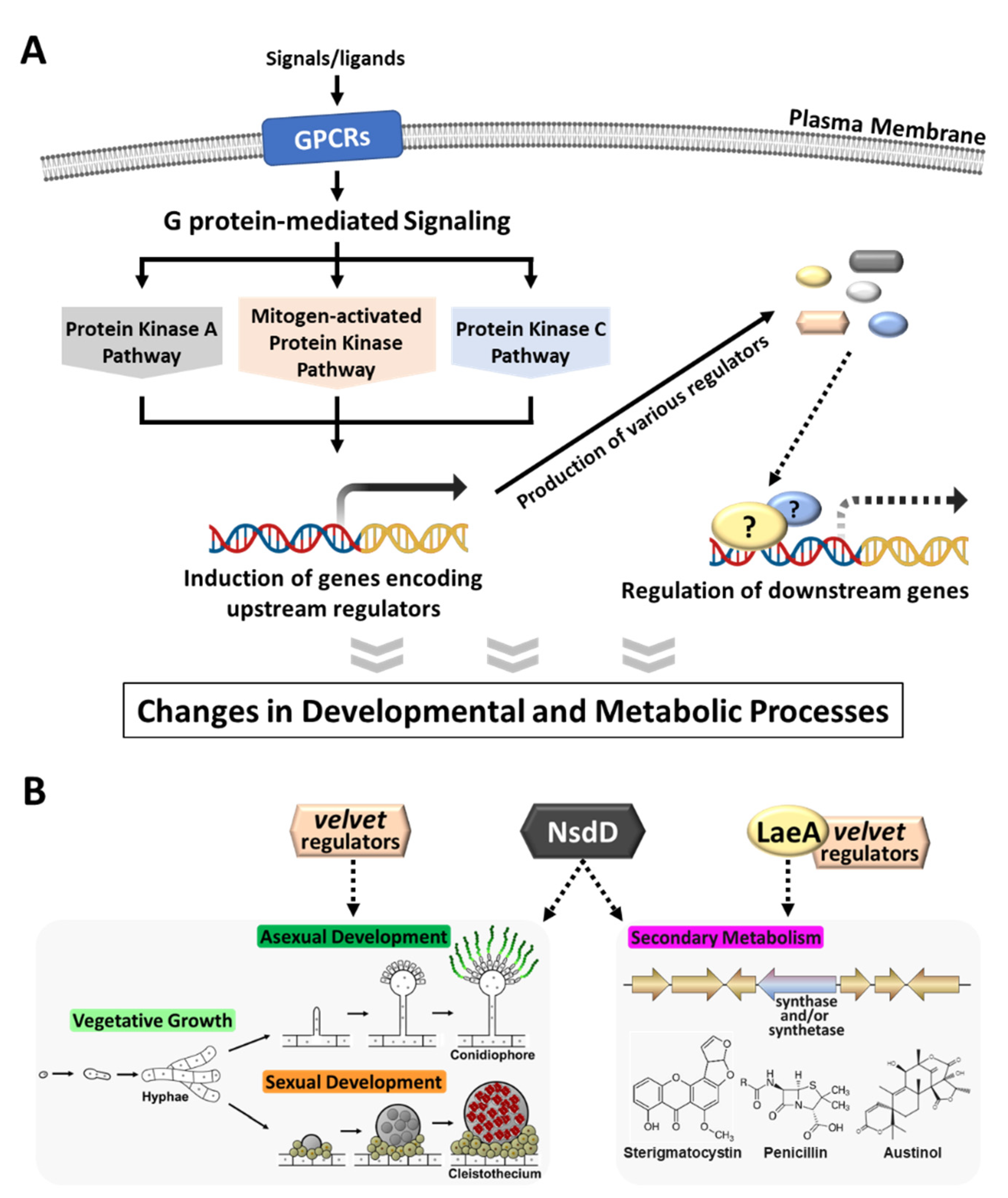 Cells 12 00002 g001 Cells 12 00002 g001