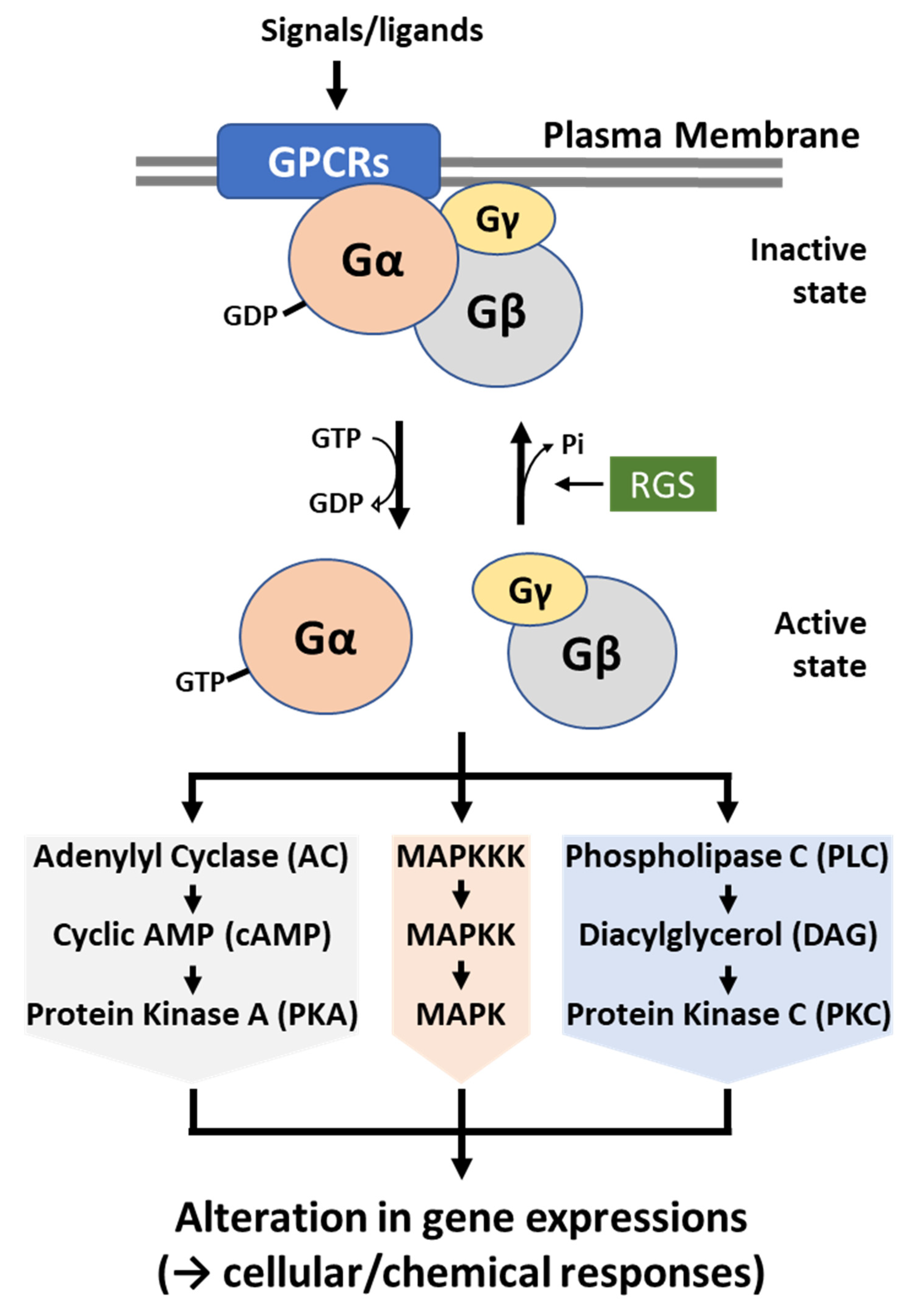 Cells 12 00002 g002 Cells 12 00002 g002