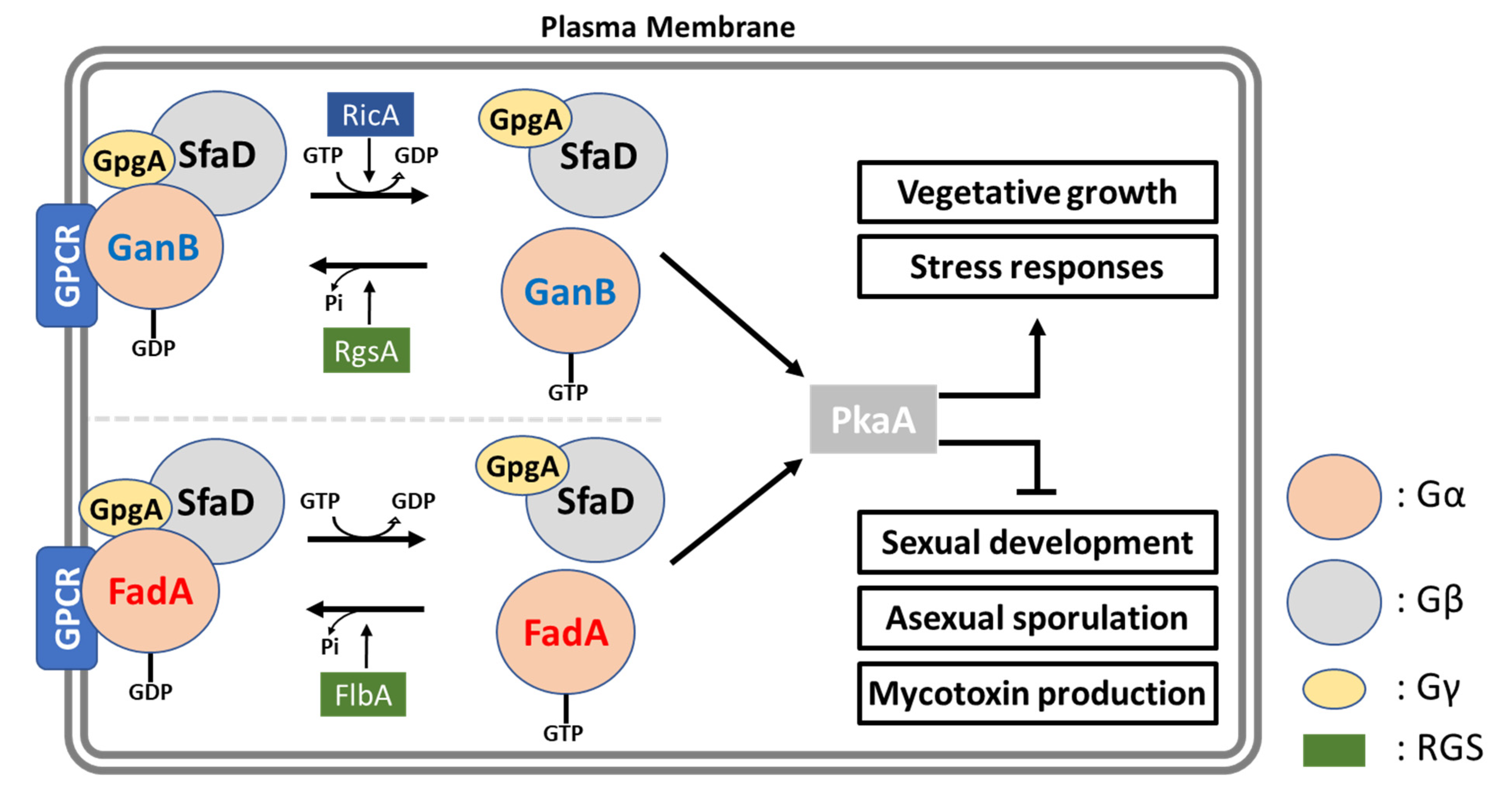Cells 12 00002 g003 Cells 12 00002 g003