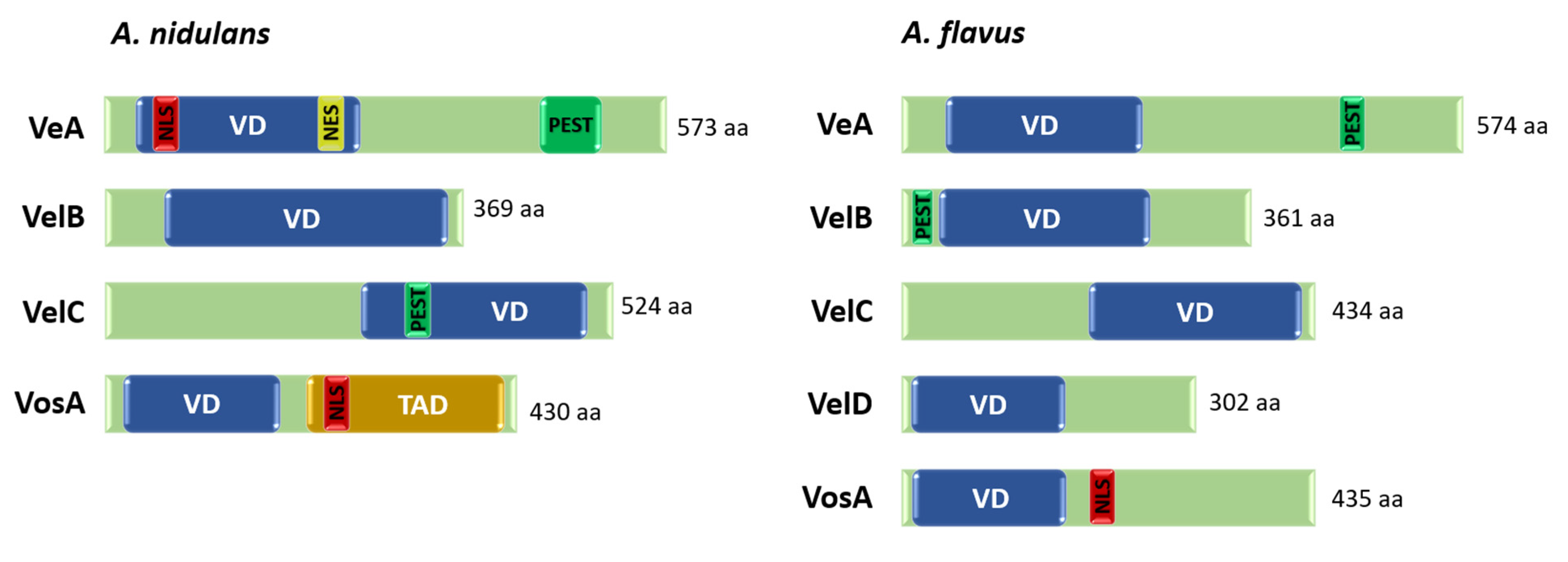 Cells 12 00002 g004 Cells 12 00002 g004