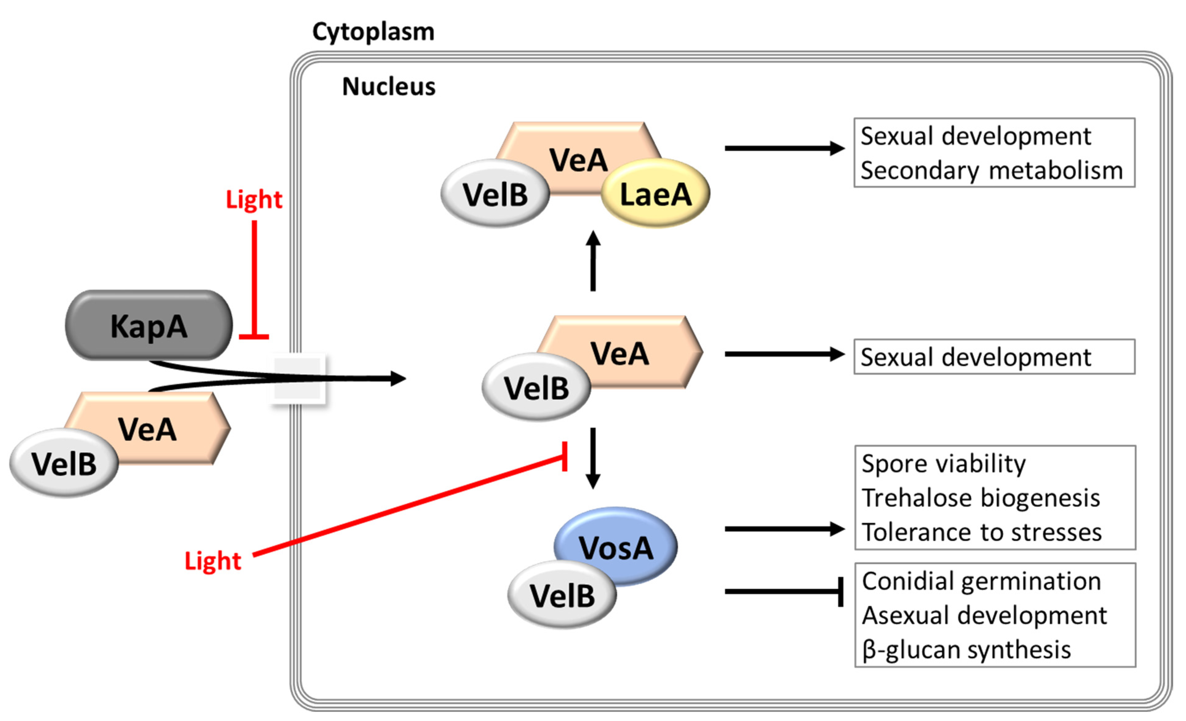 Cells 12 00002 g005 Cells 12 00002 g005