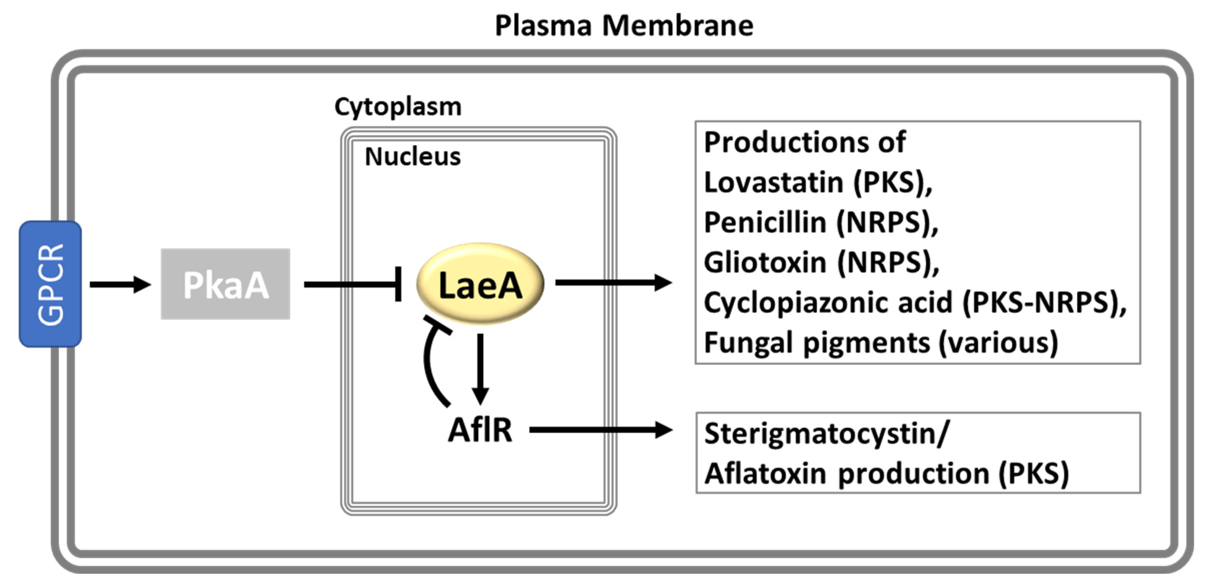 Cells 12 00002 g006 Cells 12 00002 g006
