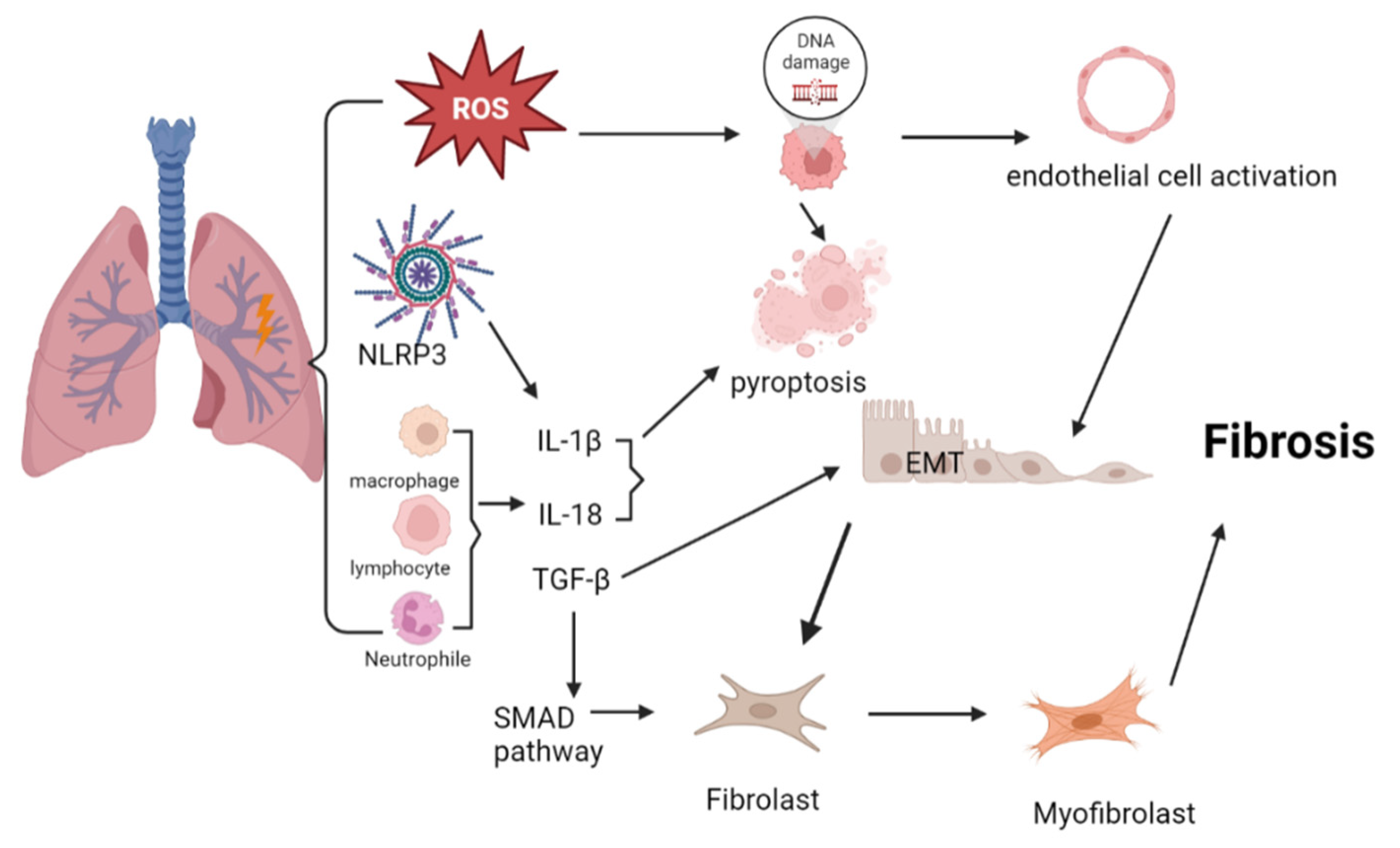 Cells 12 00006 g001 Cells 12 00006 g001