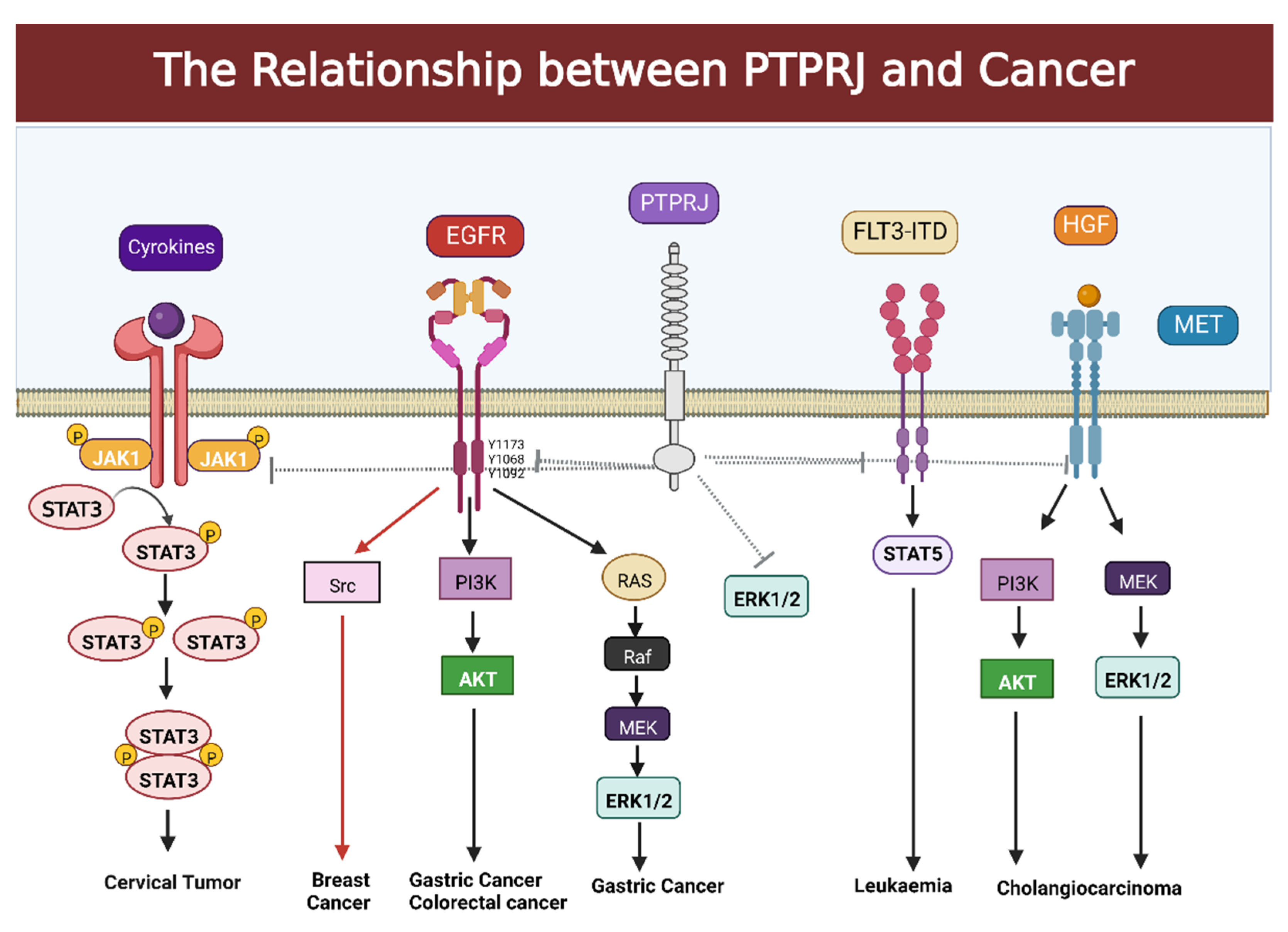 Cells 12 00008 g002 Cells 12 00008 g002