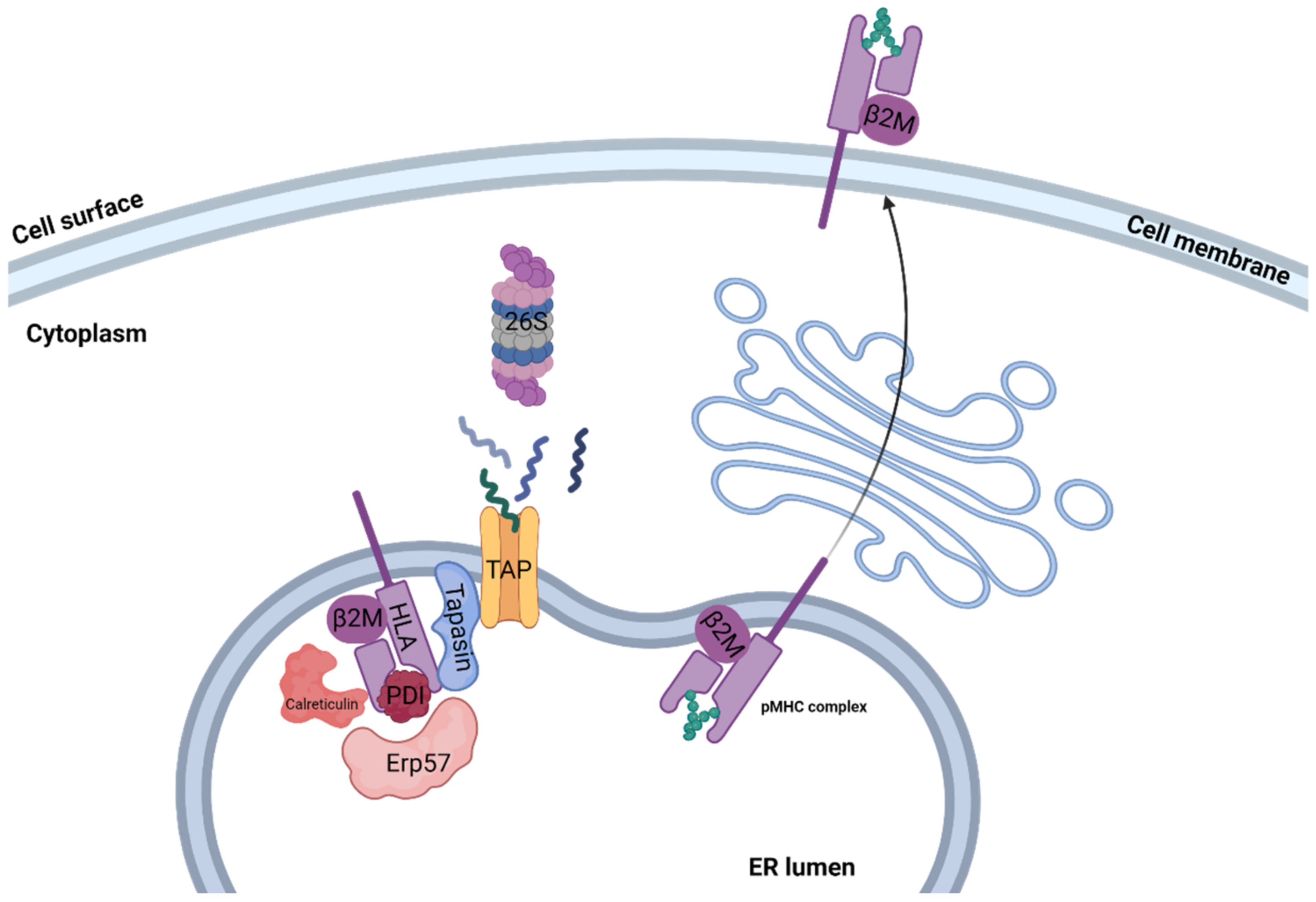 Cells 12 00027 g001 Cells 12 00027 g001