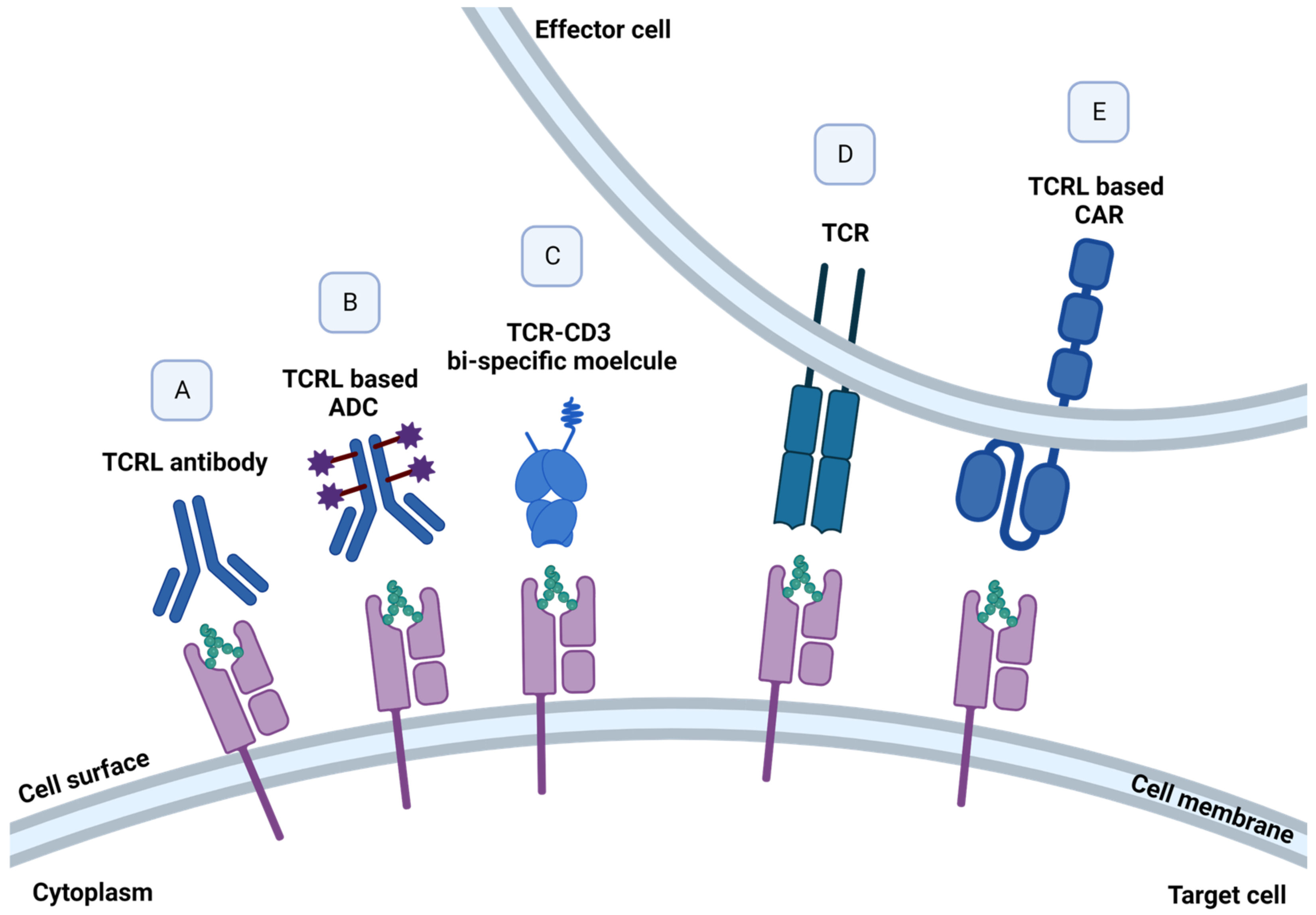 Cells 12 00027 g003 Cells 12 00027 g003