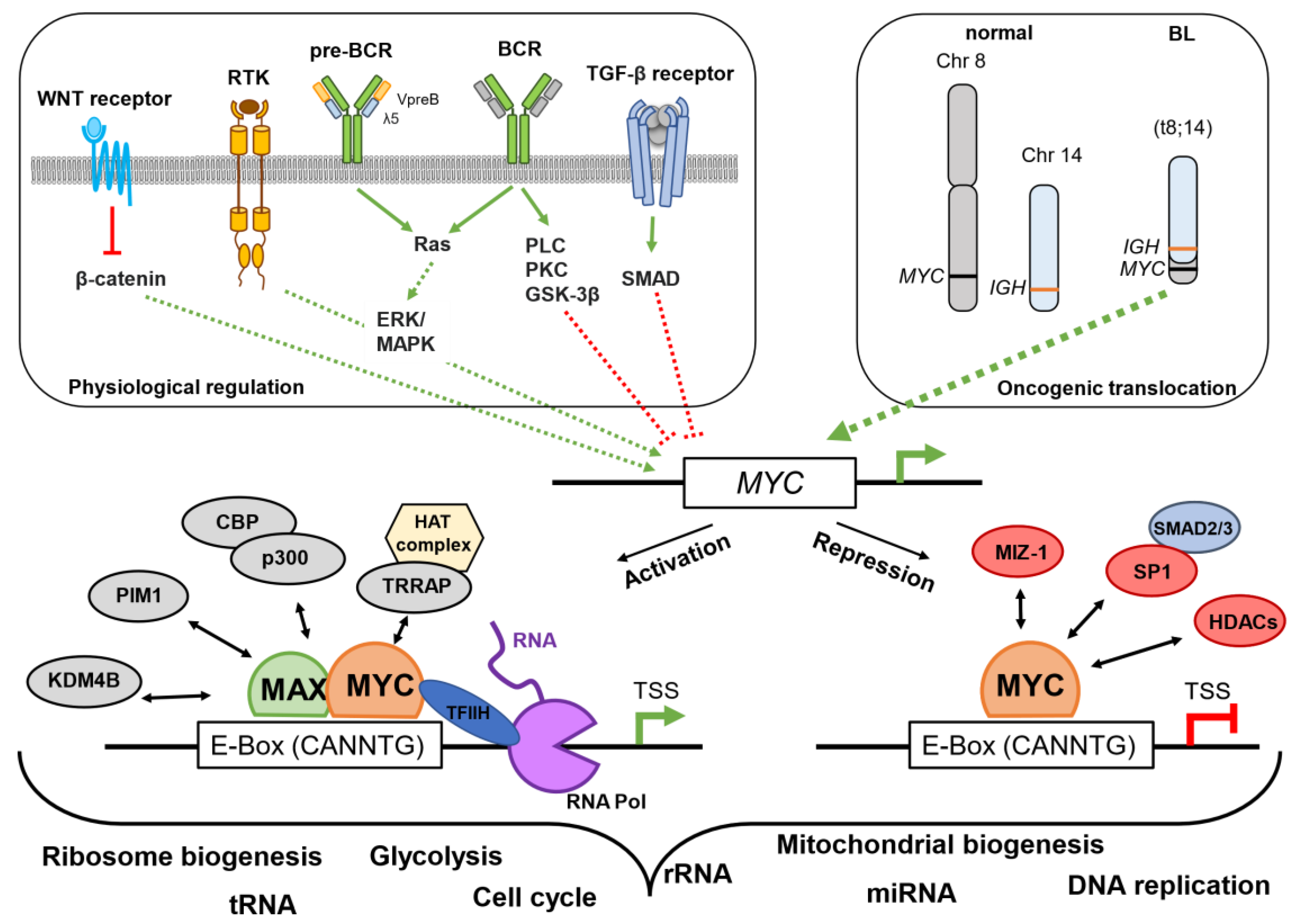 Cells 12 00037 g001 Cells 12 00037 g001