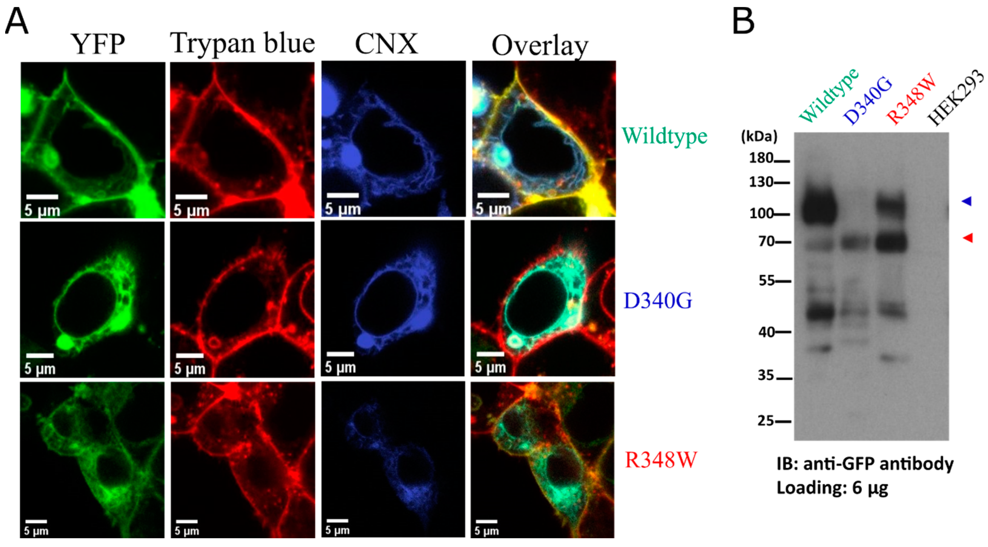 Cells 12 00039 g002 Cells 12 00039 g002