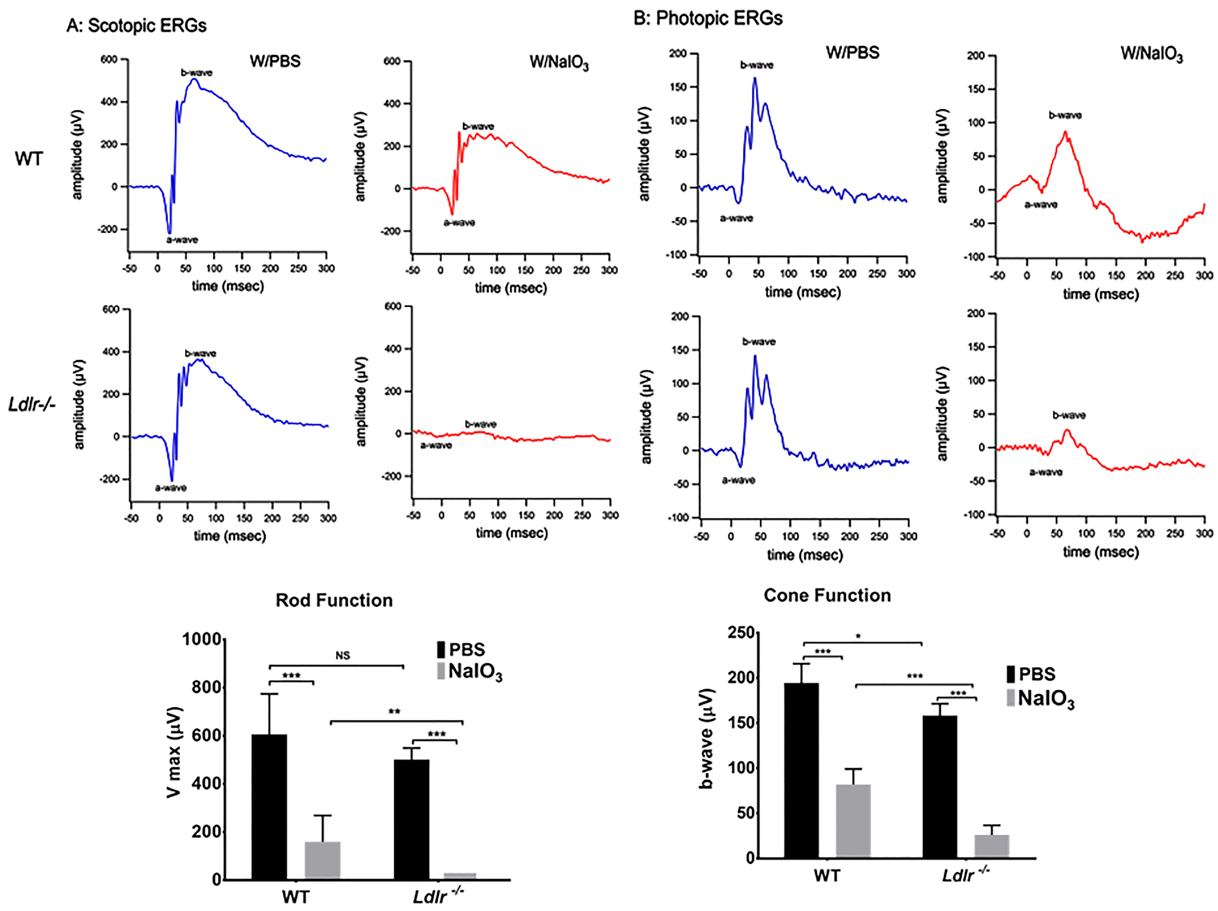 Cells 12 00043 g004 Cells 12 00043 g004
