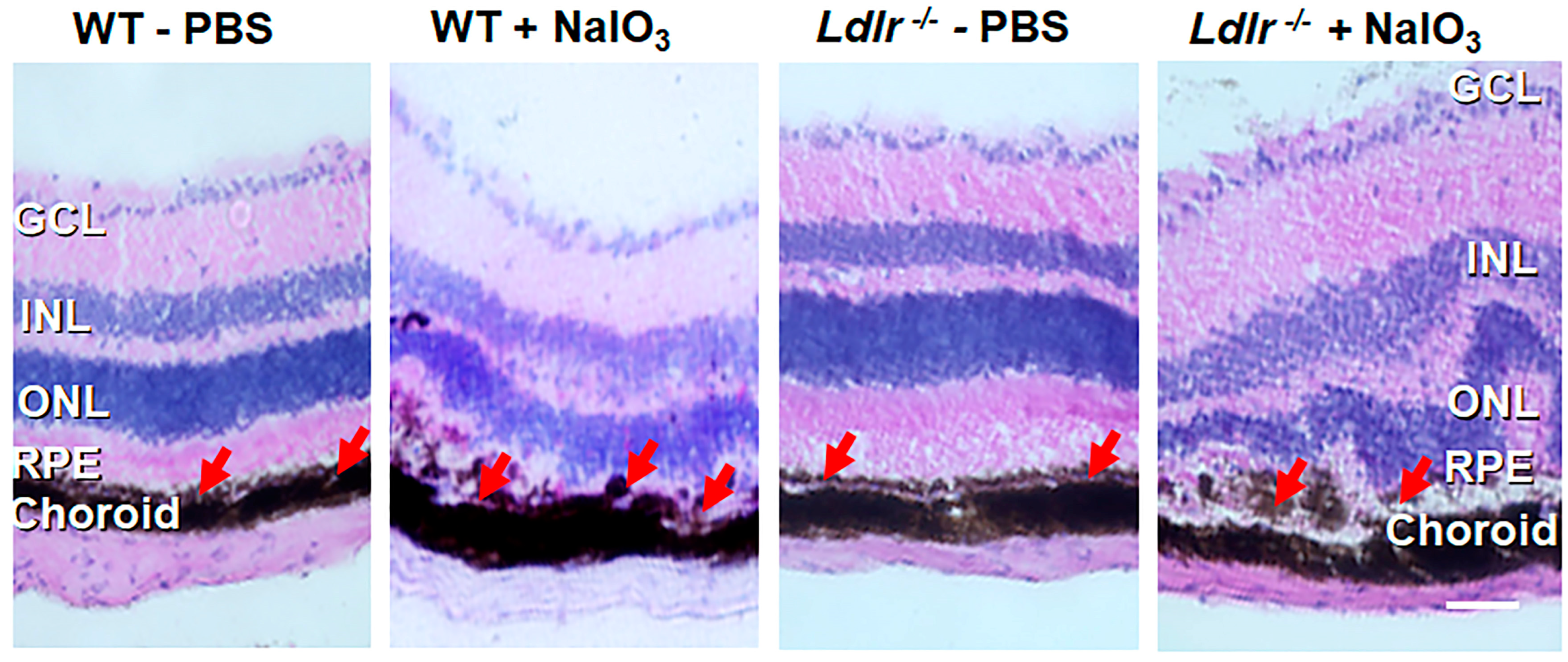 Cells 12 00043 g005 Cells 12 00043 g005