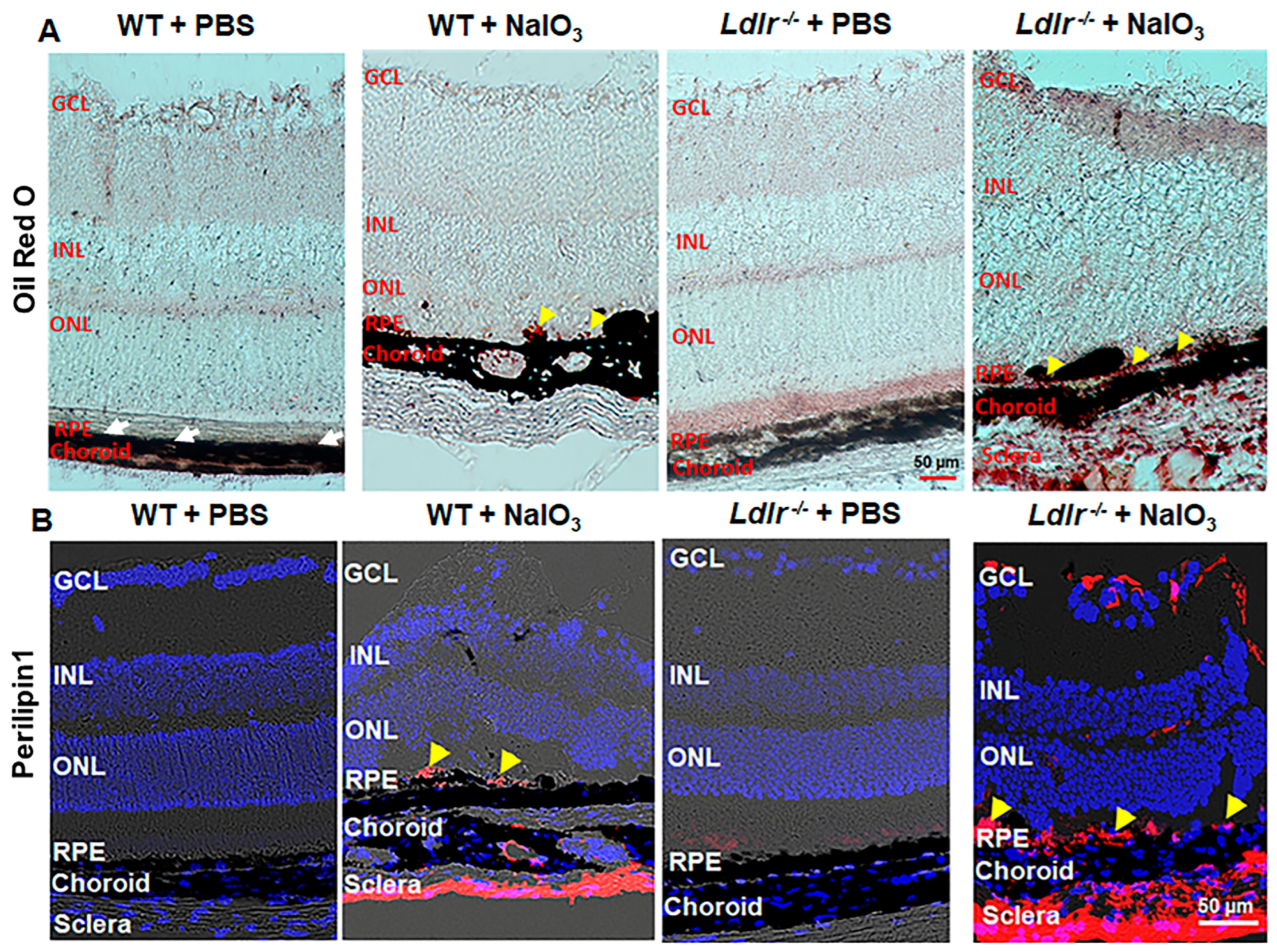 Cells 12 00043 g007 Cells 12 00043 g007