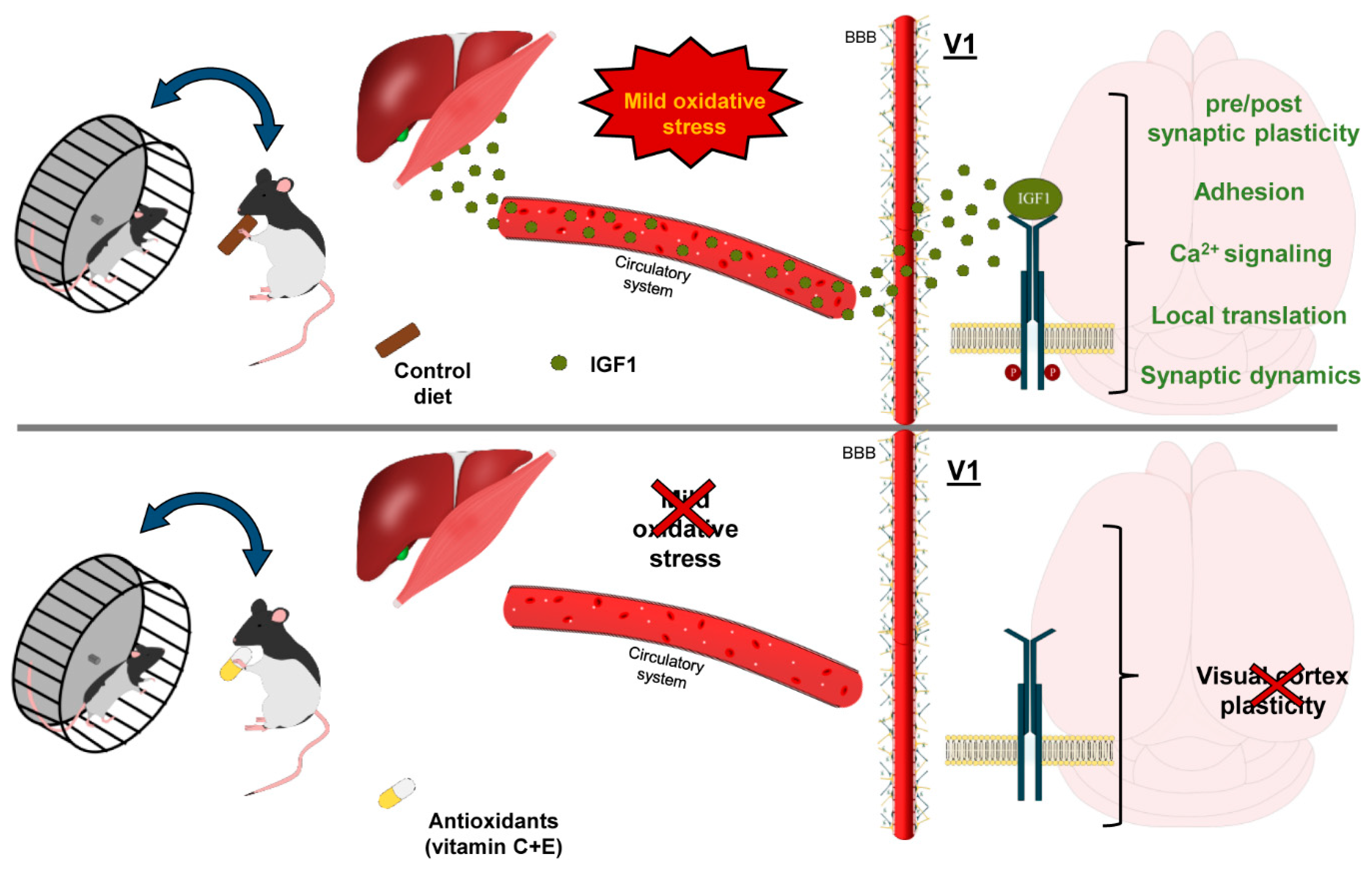 Cells 12 00048 g007 Cells 12 00048 g007