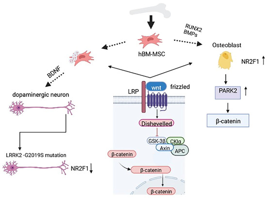 Bone Tissue and the Nervous System: What Do They Have in Common?
