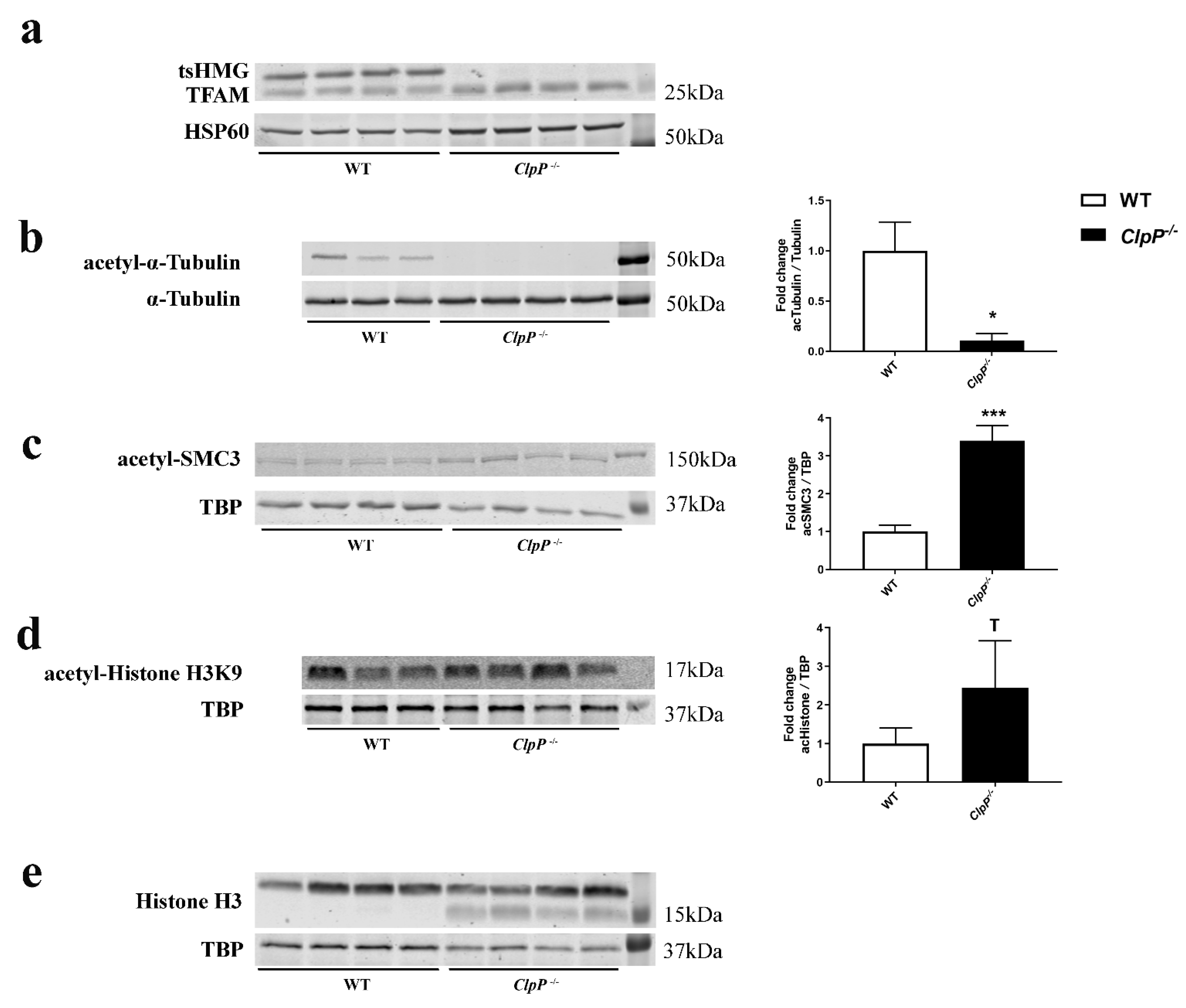 Cells 12 00052 g004 Cells 12 00052 g004