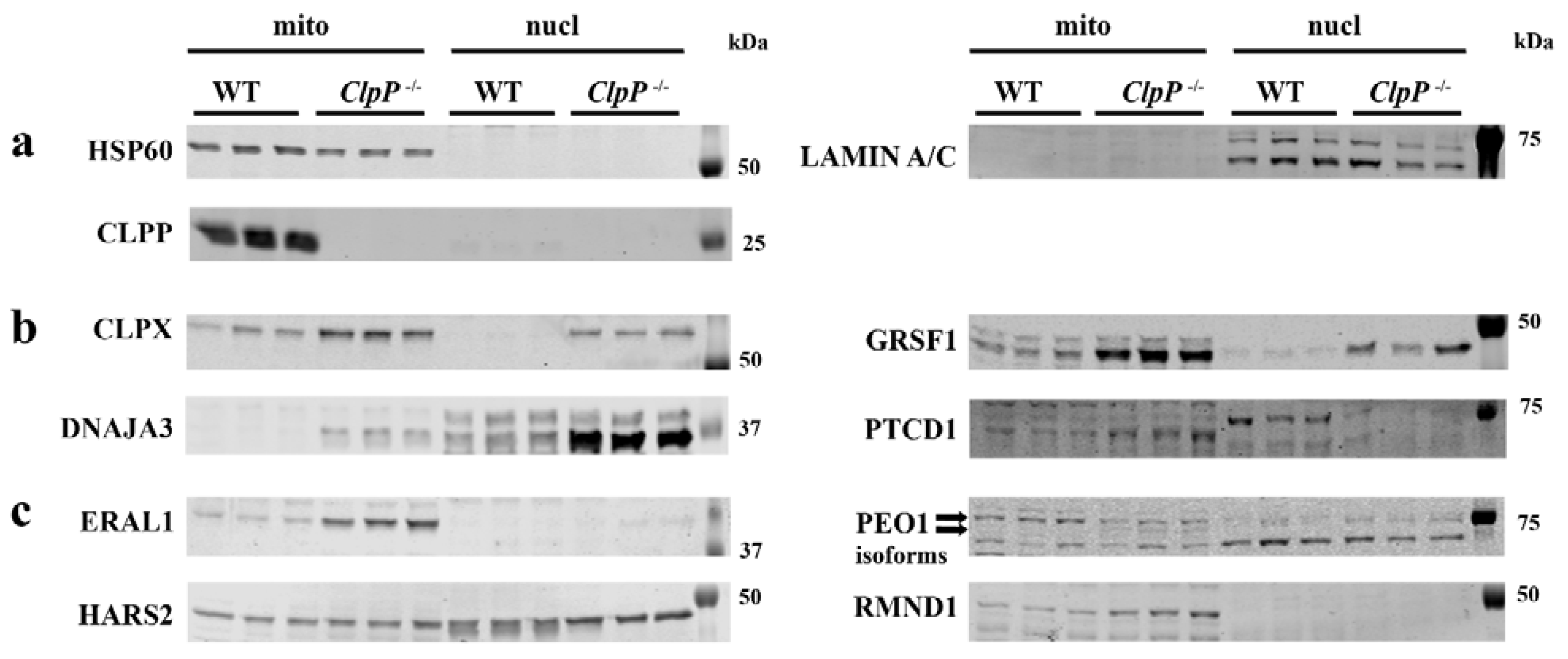 Cells 12 00052 g005 Cells 12 00052 g005