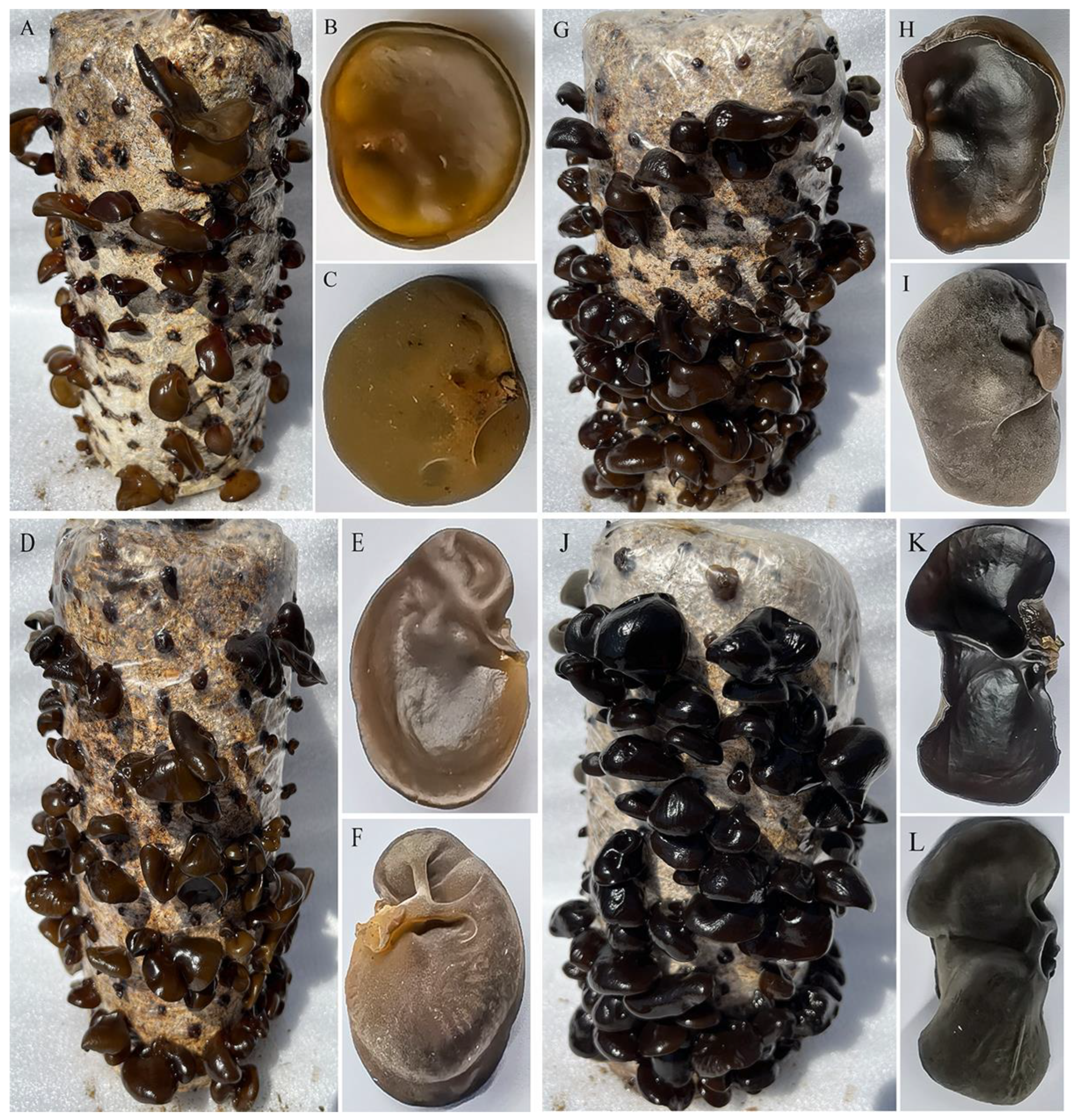 Cells 12 00056 g001 Cells 12 00056 g001