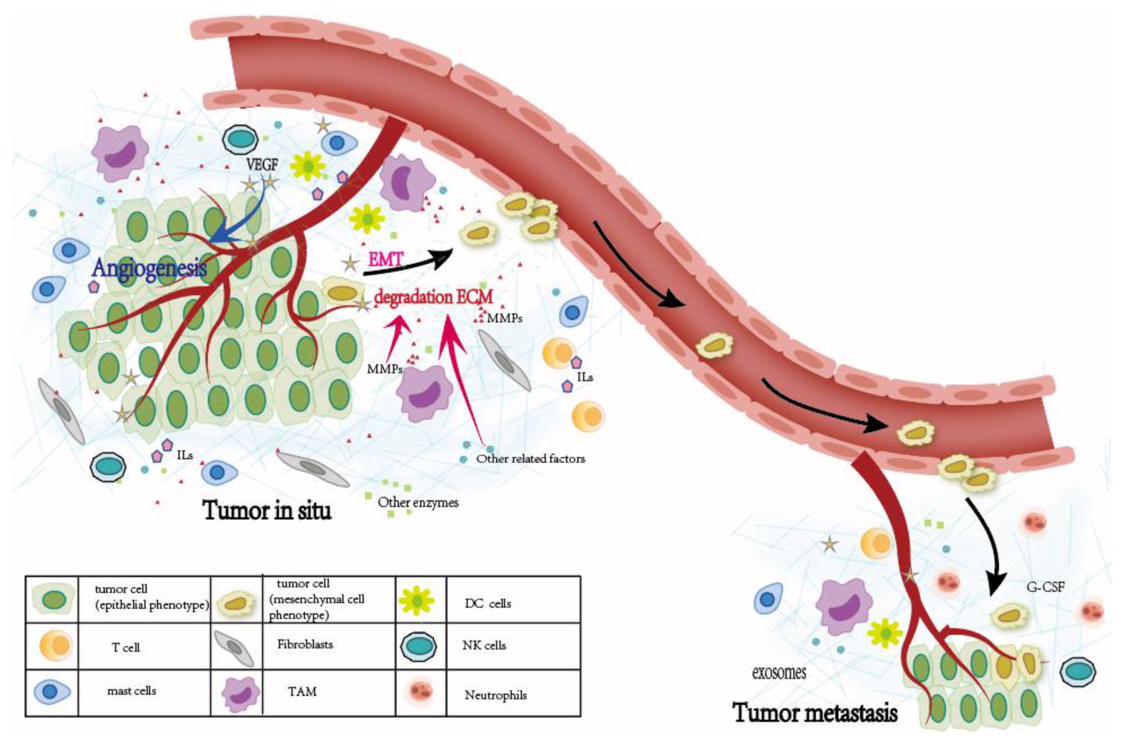 Relationship between Tumor Infiltrating Immune Cells and