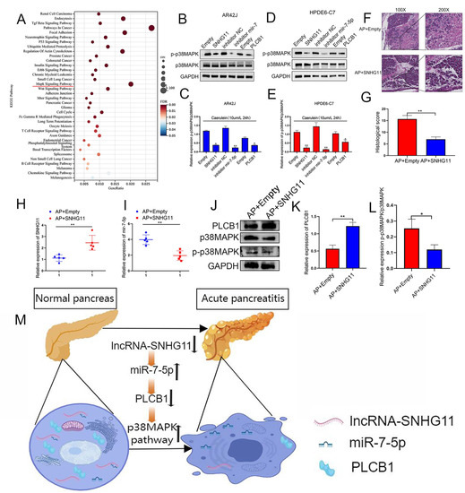 Effect of SNHG11/miR-7-5p/PLCB1 Axis on Acute Pancreatitis through