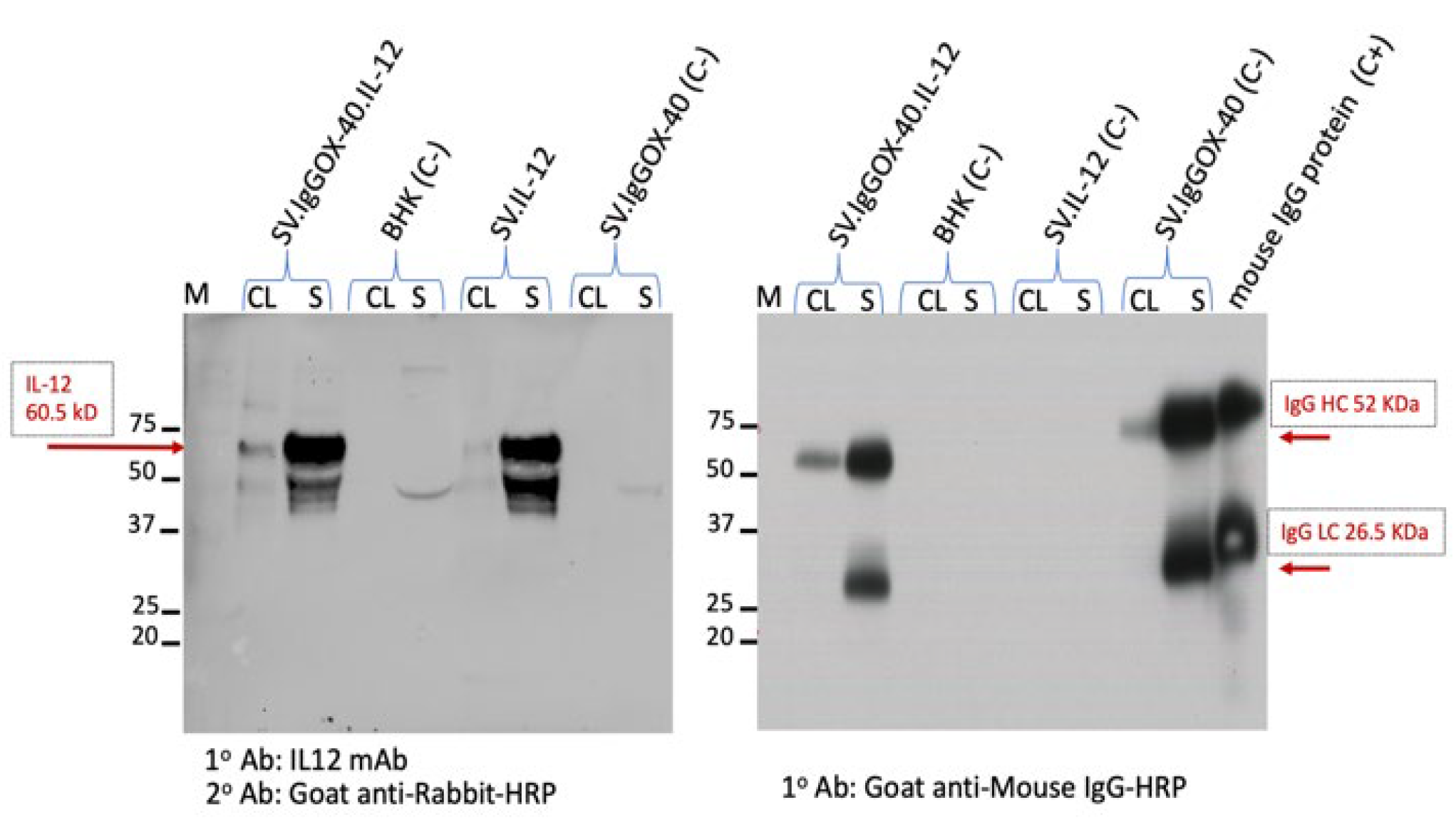 Cells 12 00077 g002 Cells 12 00077 g002
