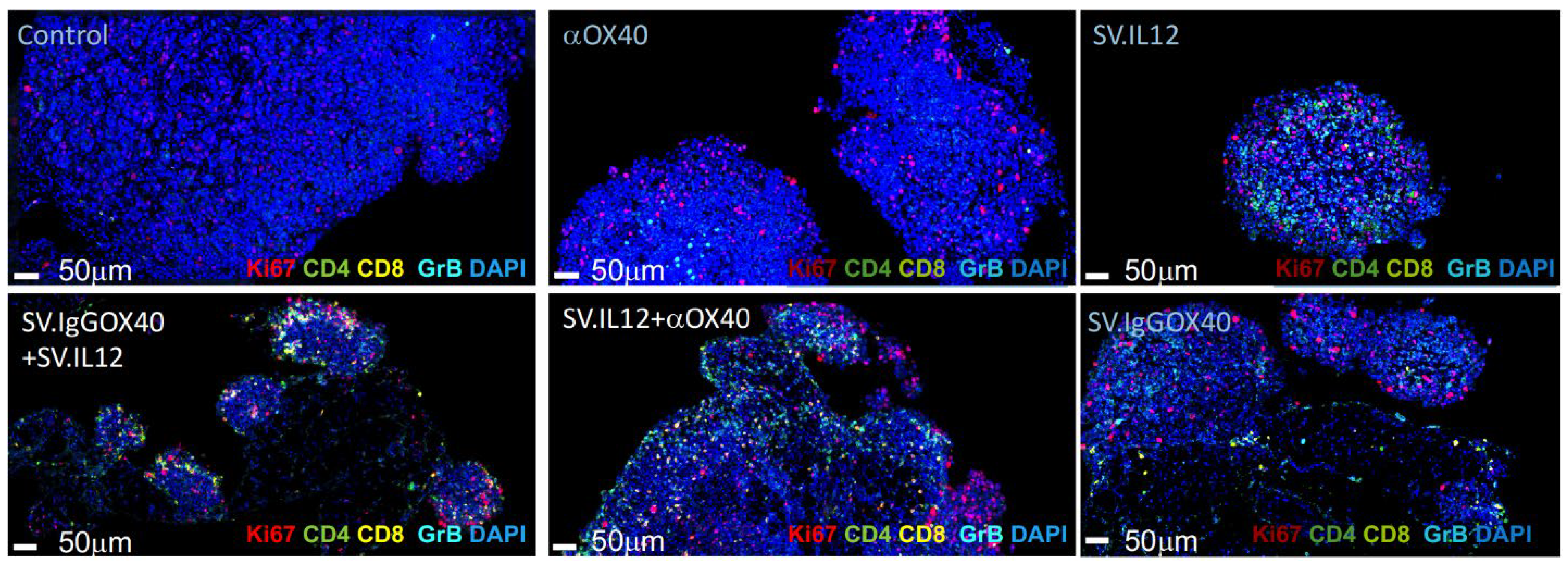 Cells 12 00077 g007 Cells 12 00077 g007