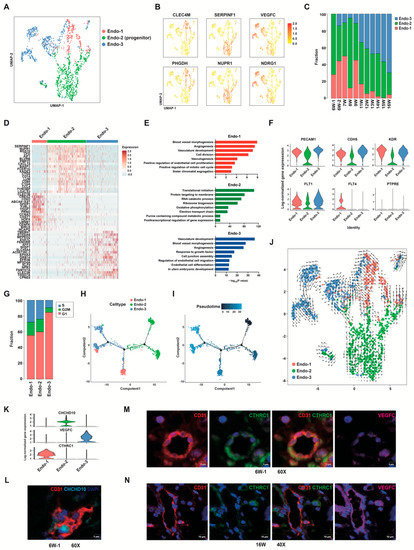 Human Placental Endothelial Cell and Trophoblast Heterogeneity and ...