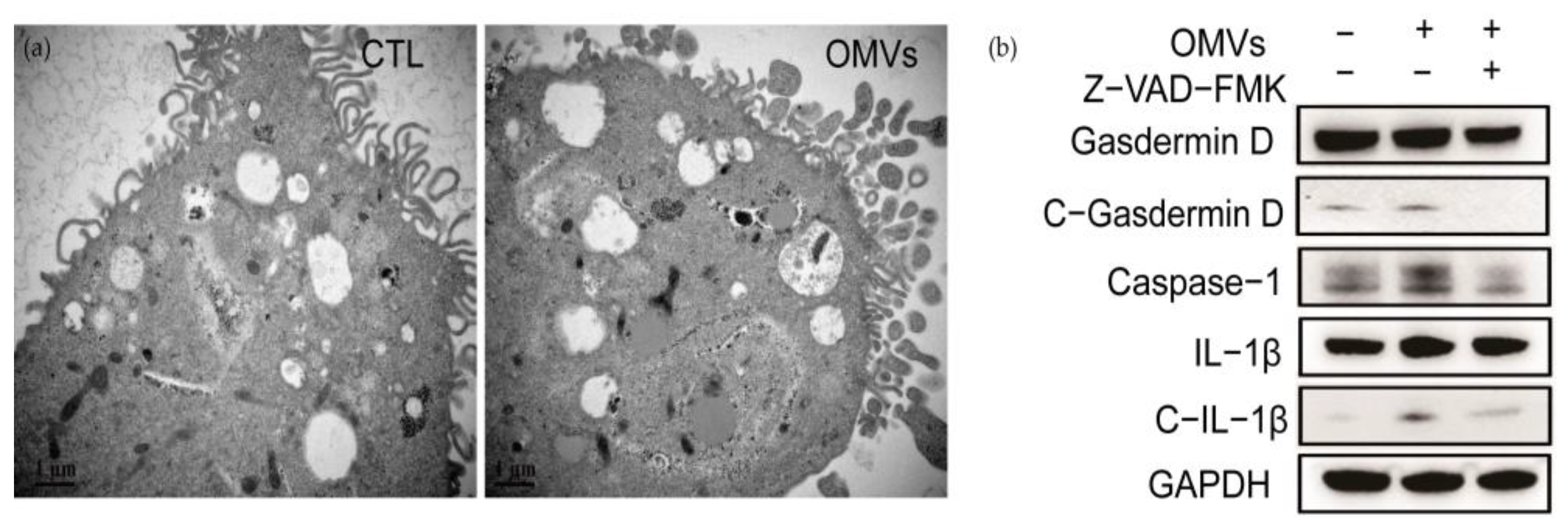 Cells 12 00089 g006 Cells 12 00089 g006