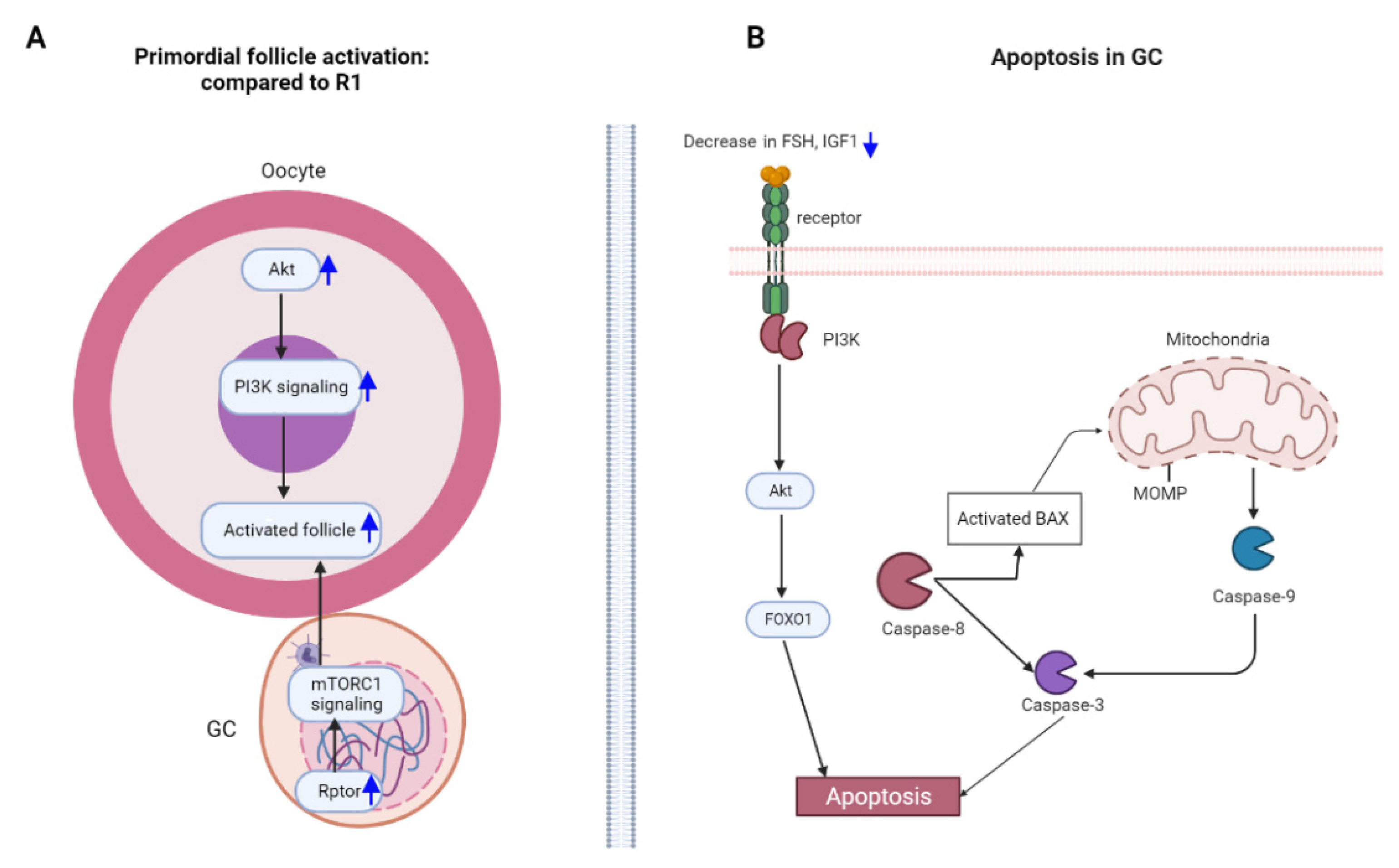 Cells 12 00092 g005 Cells 12 00092 g005