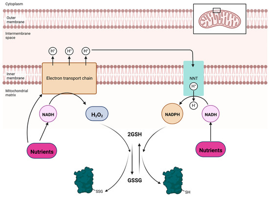 glutathione h202 Cysteine modifications initiated by H2O2. Hydrogen peroxide (H2O2) others noticed the product helped liver support glutathione reductase hydrogen peroxide Rapid