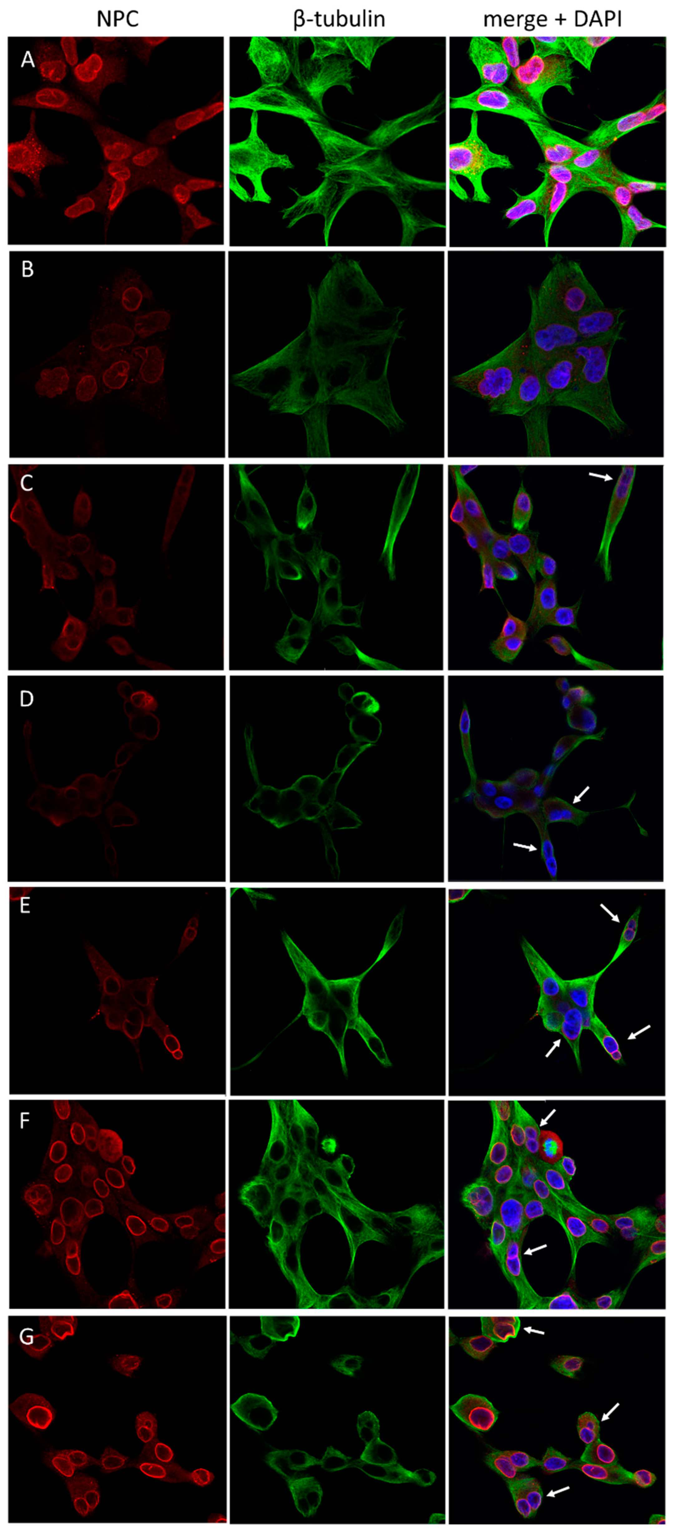 Cells 12 00124 g005 Cells 12 00124 g005
