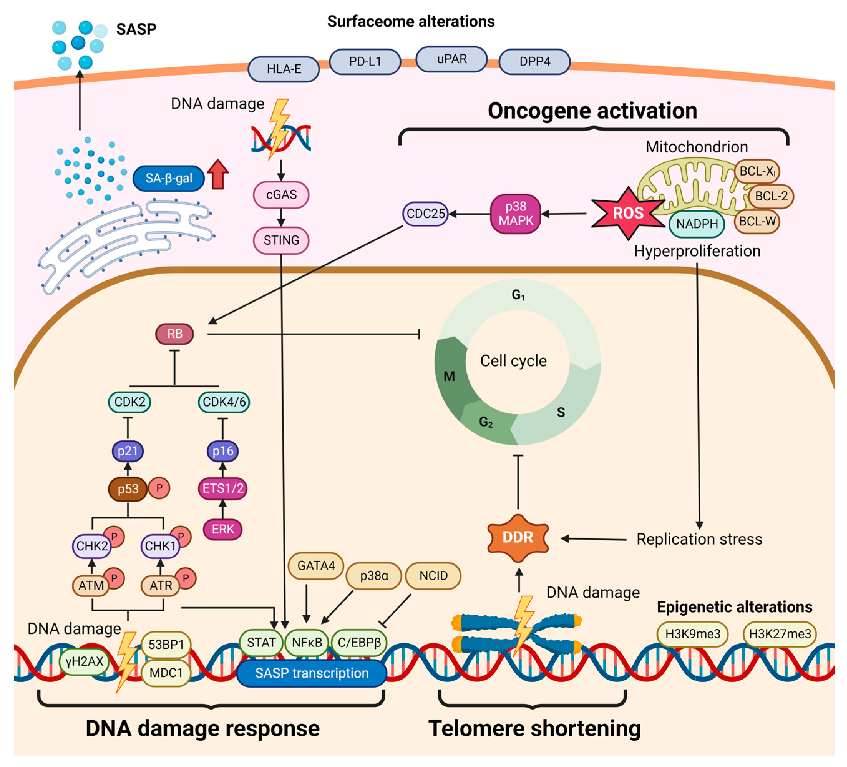 Cellular Senescence in Hepatocellular Carcinoma: The Passenger or the Driver? Cellular Senescence in Hepatocellular Carcinoma: The Passenger or the Driver?