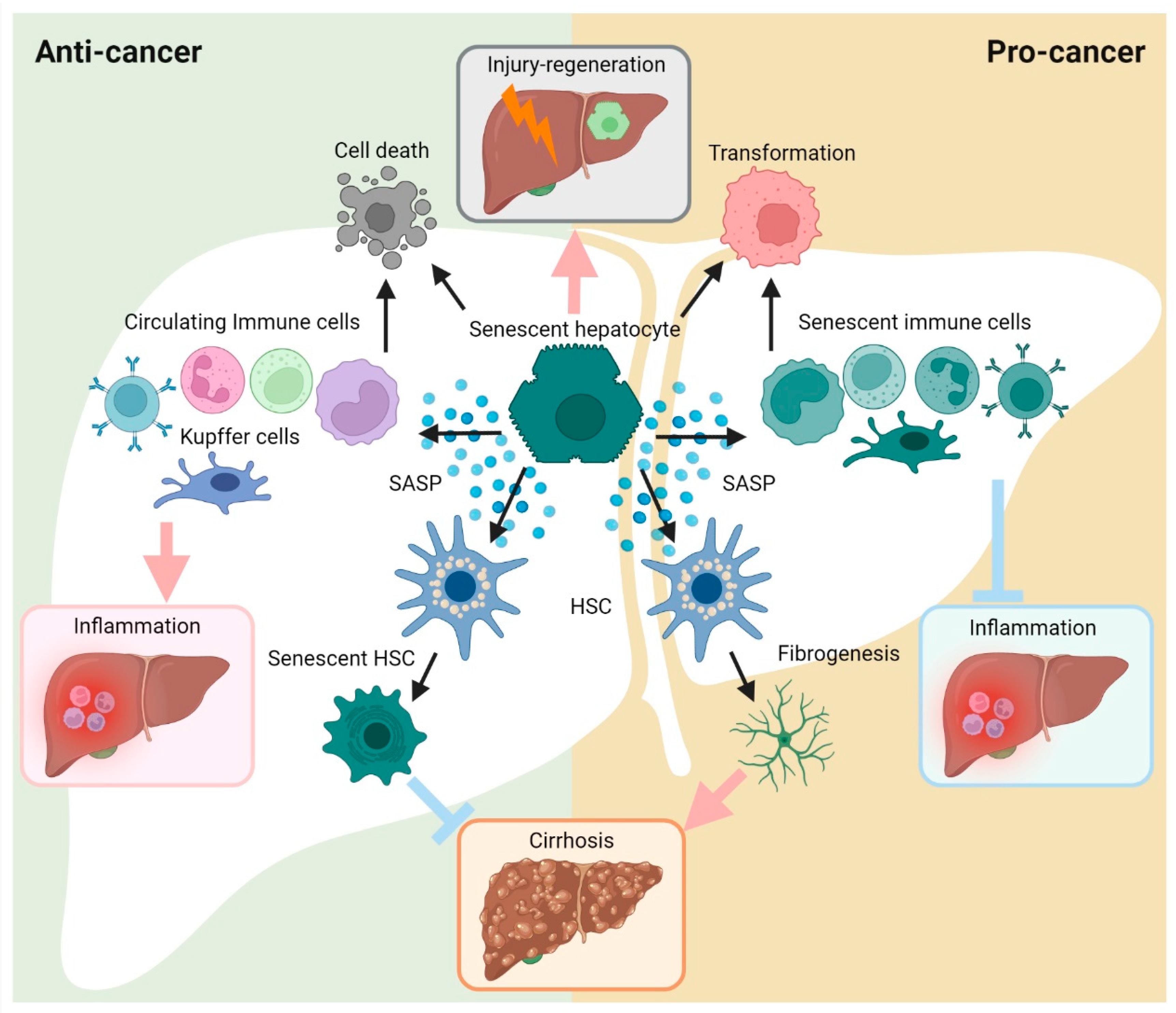 Cells 12 00132 g003 Cells 12 00132 g003