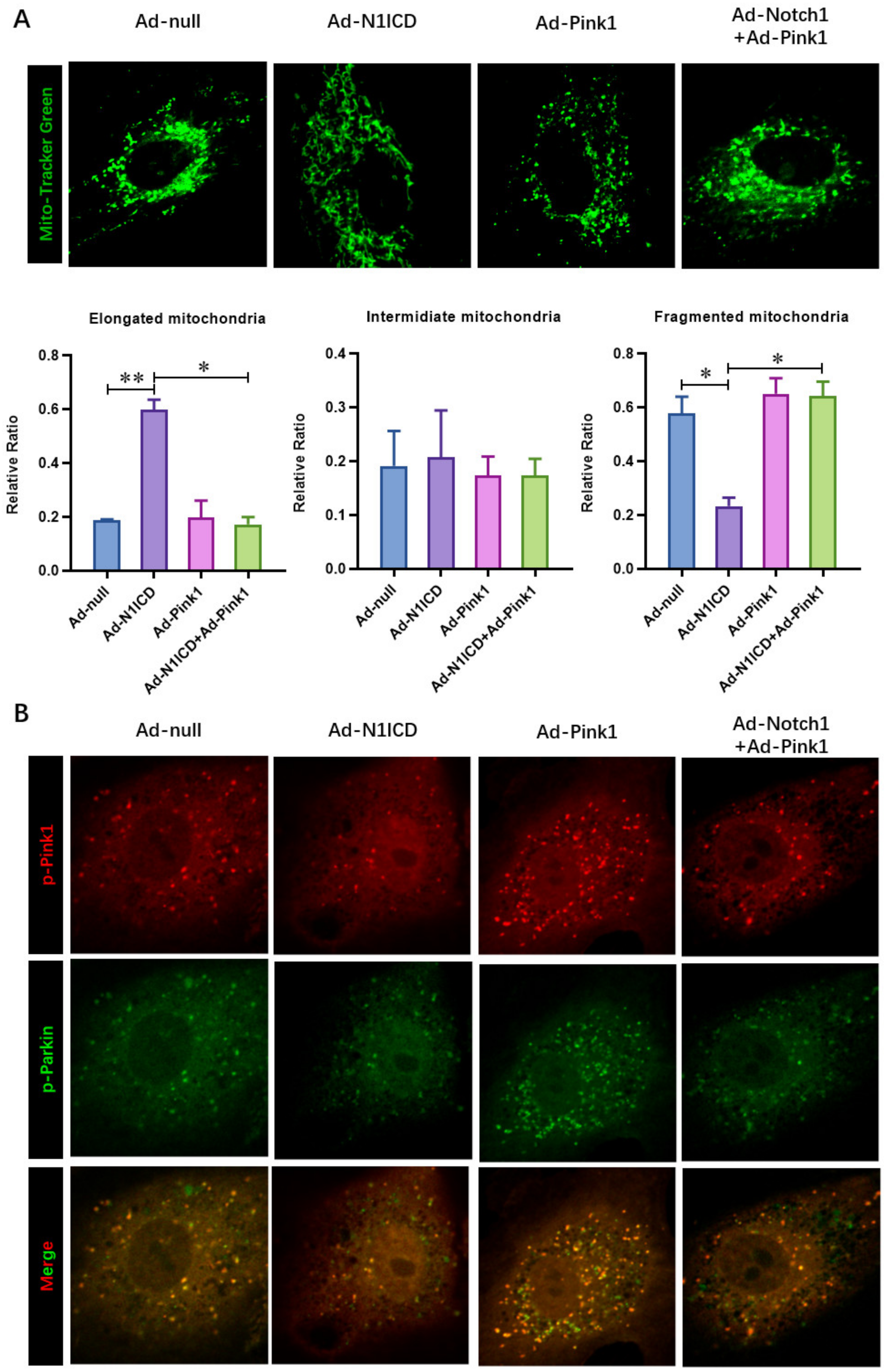 Cells 12 00137 g007 Cells 12 00137 g007
