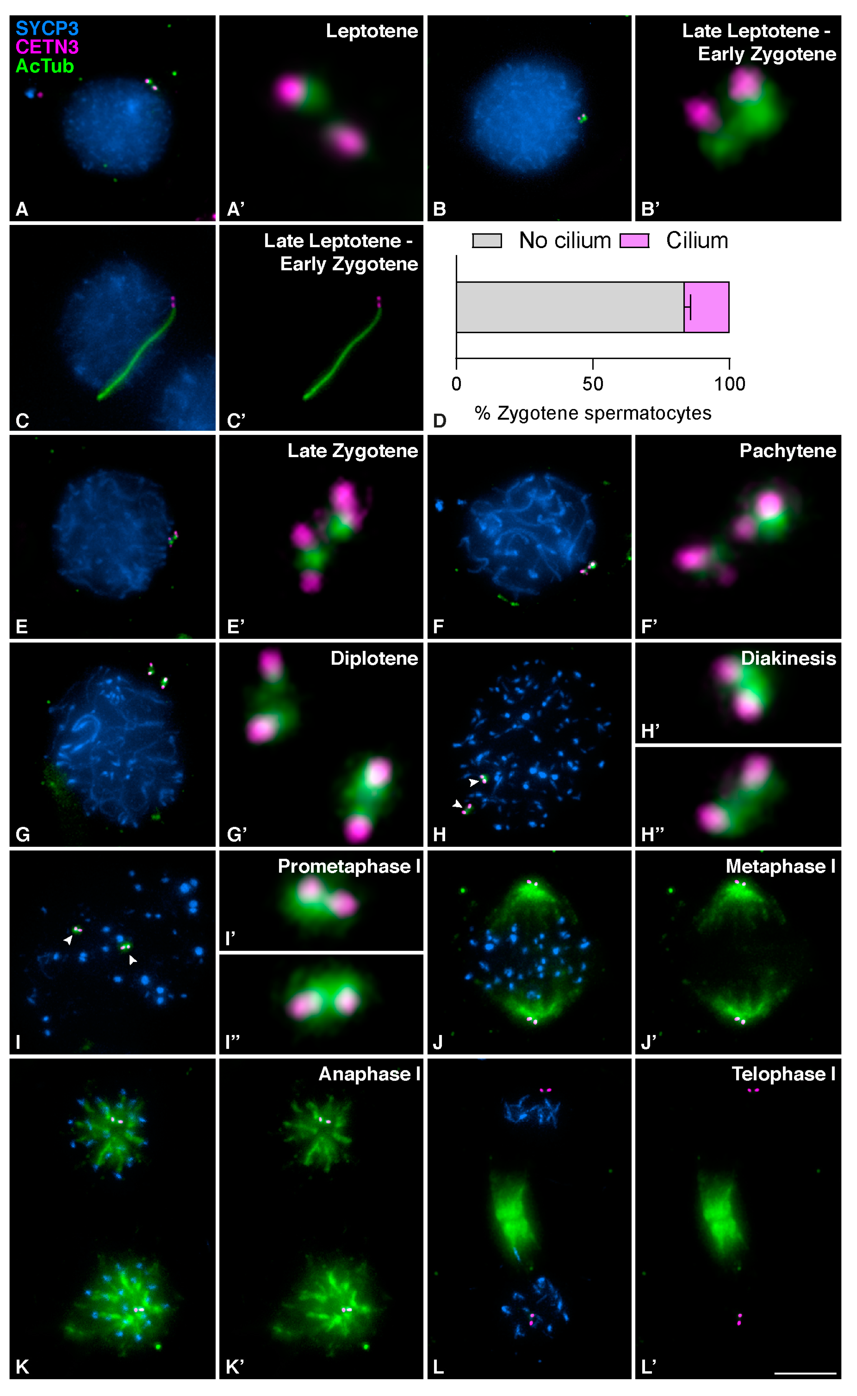 Cells 12 00142 g001 Cells 12 00142 g001