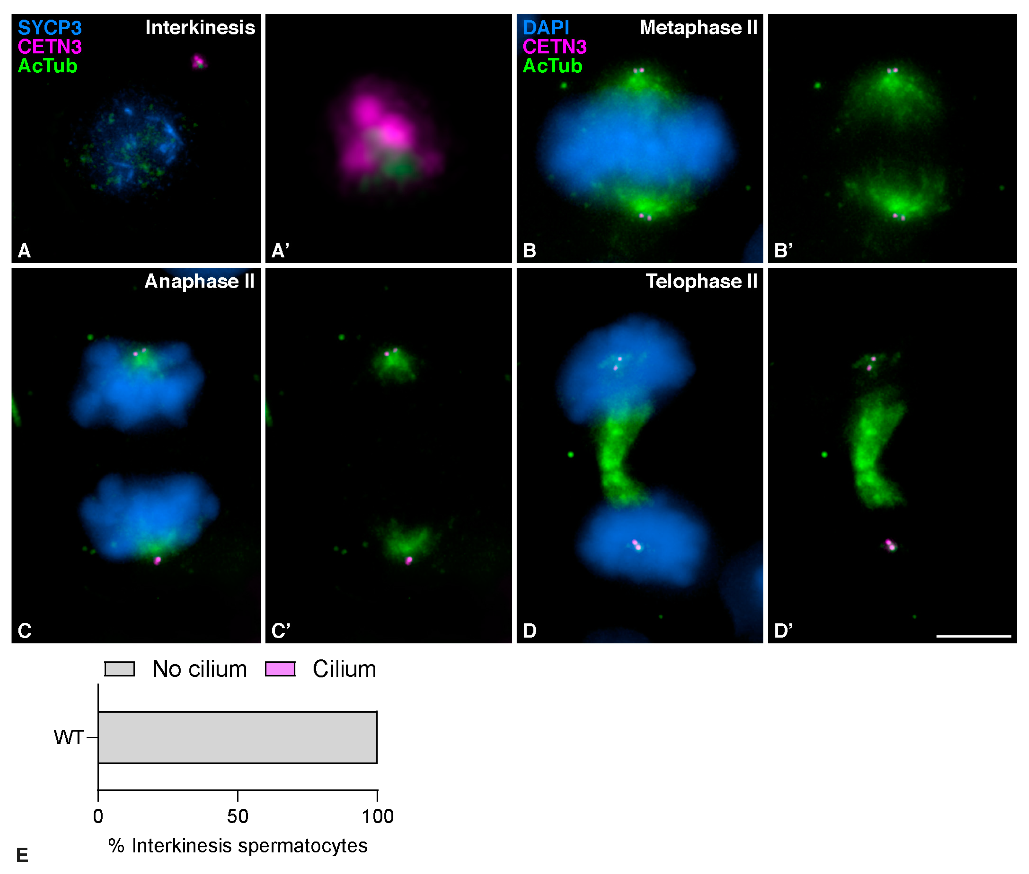 Cells 12 00142 g002 Cells 12 00142 g002