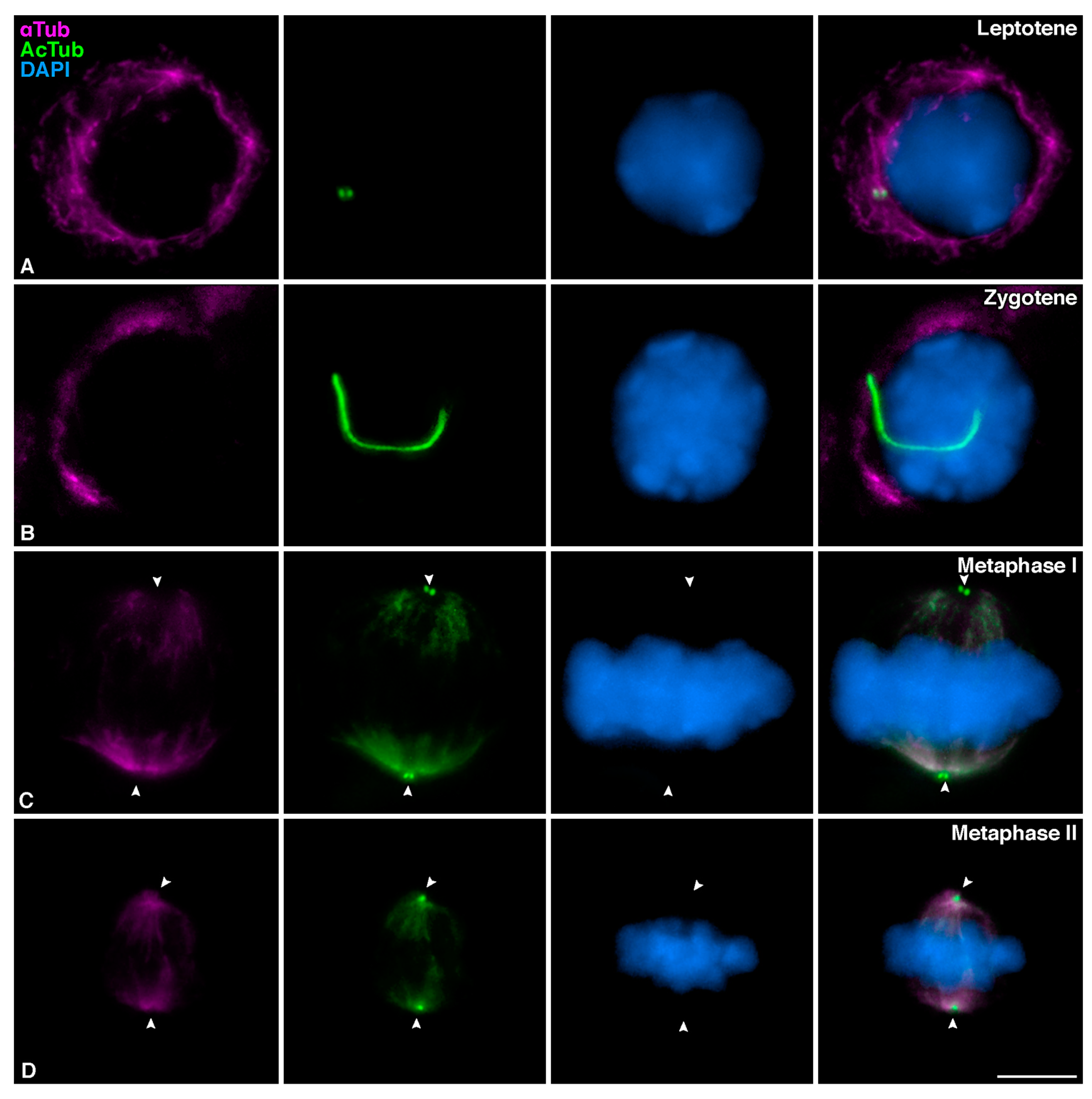 Cells 12 00142 g003 Cells 12 00142 g003