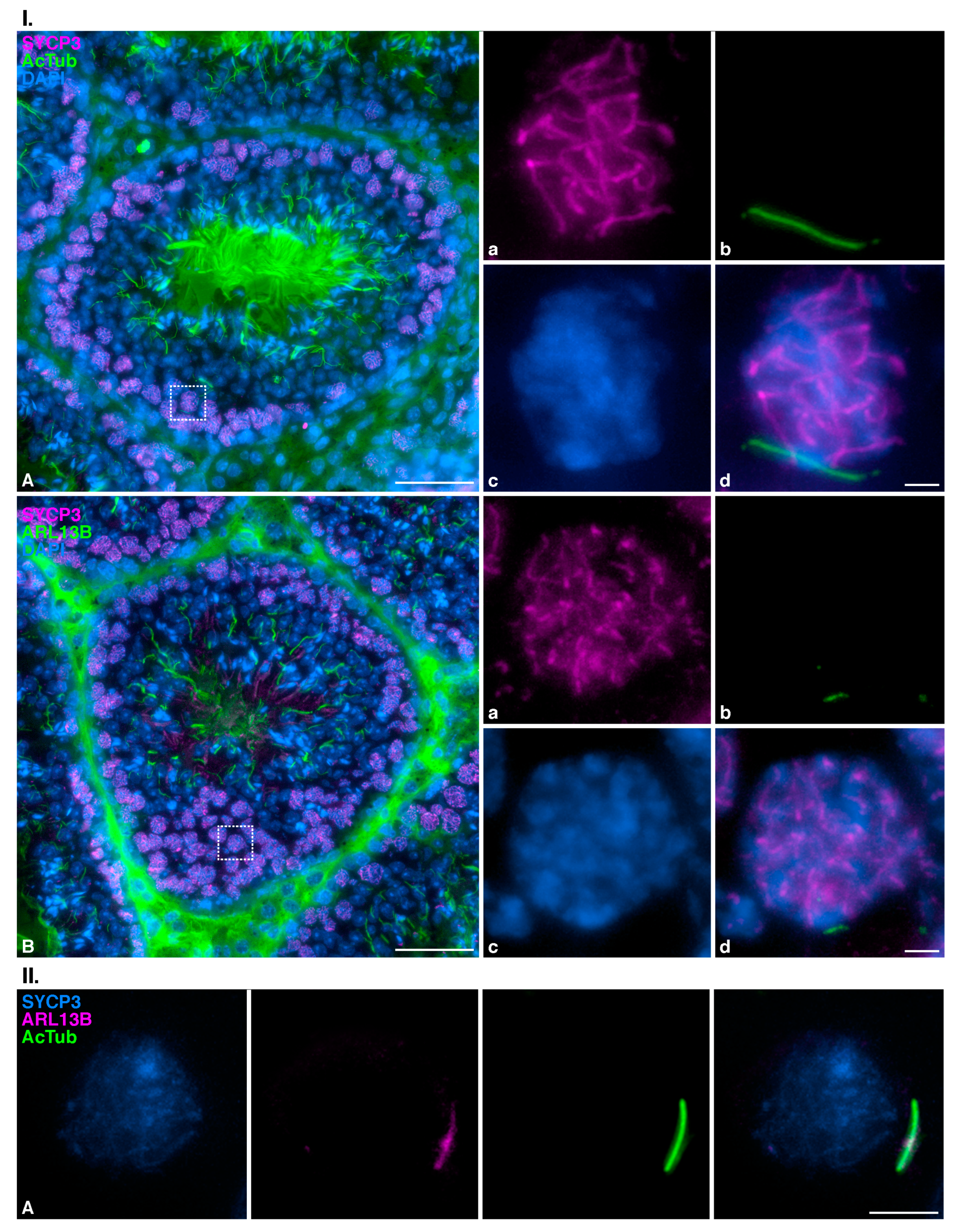 Cells 12 00142 g004 Cells 12 00142 g004