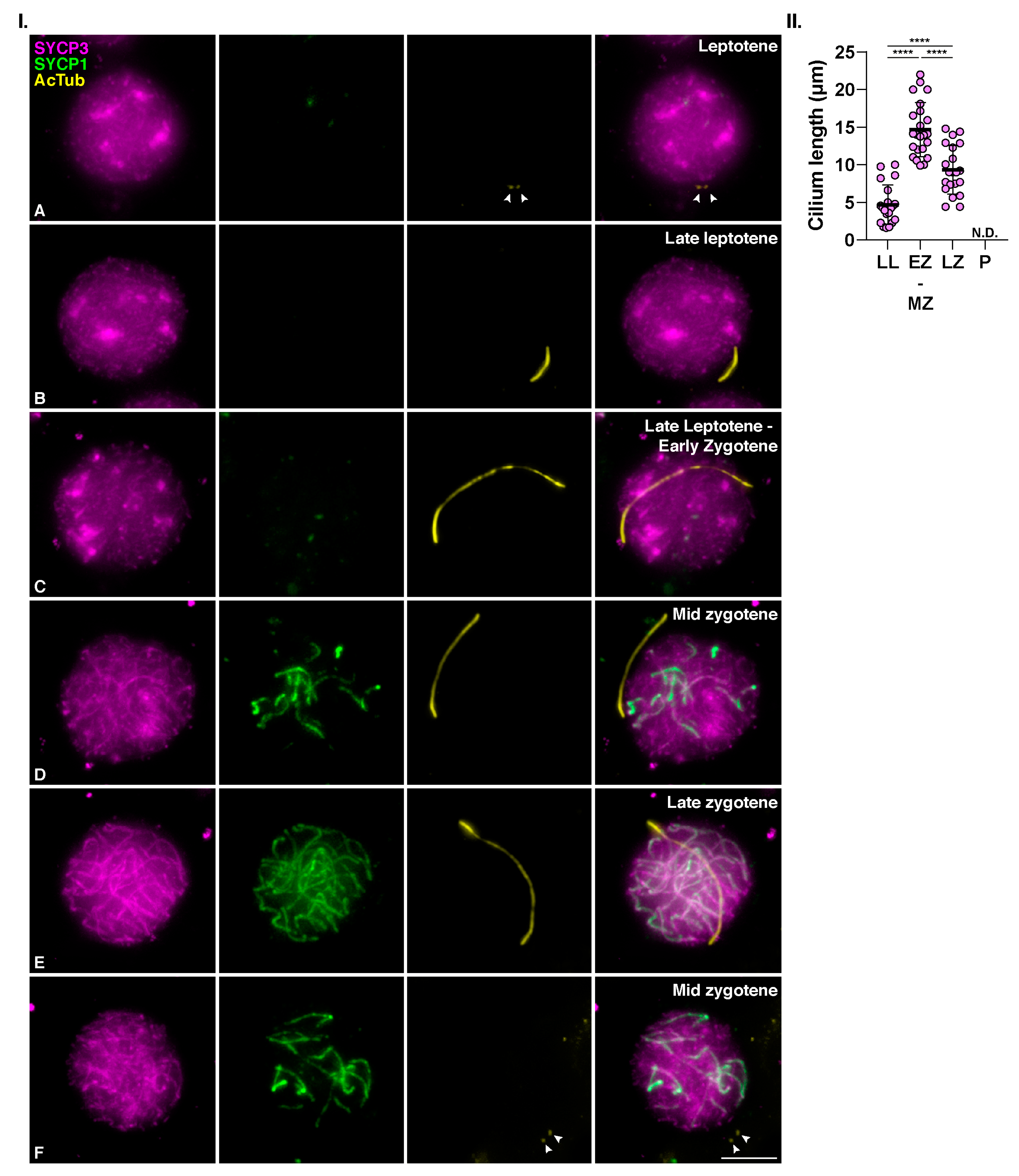Cells 12 00142 g005 Cells 12 00142 g005