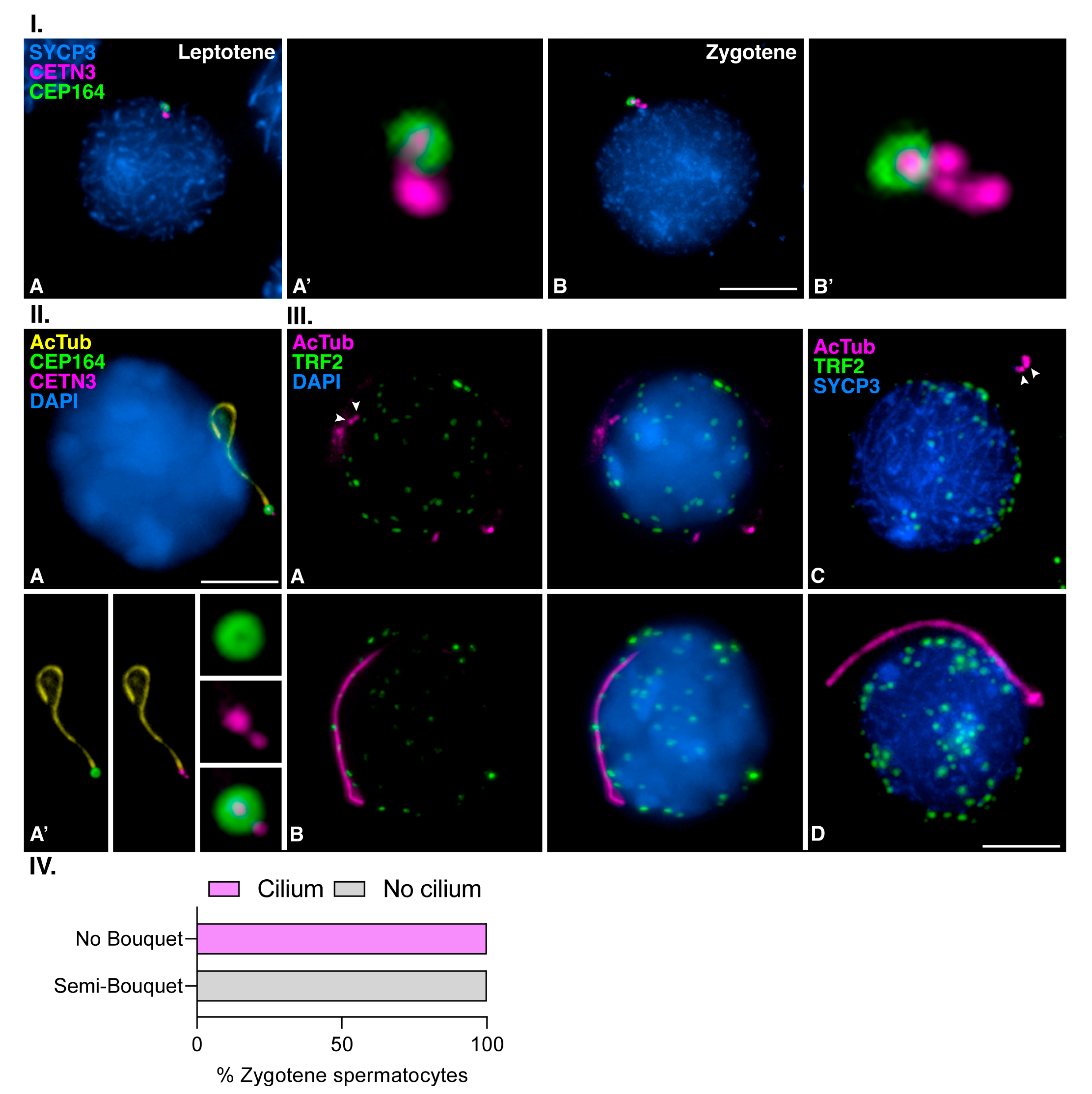 Cells 12 00142 g006 Cells 12 00142 g006