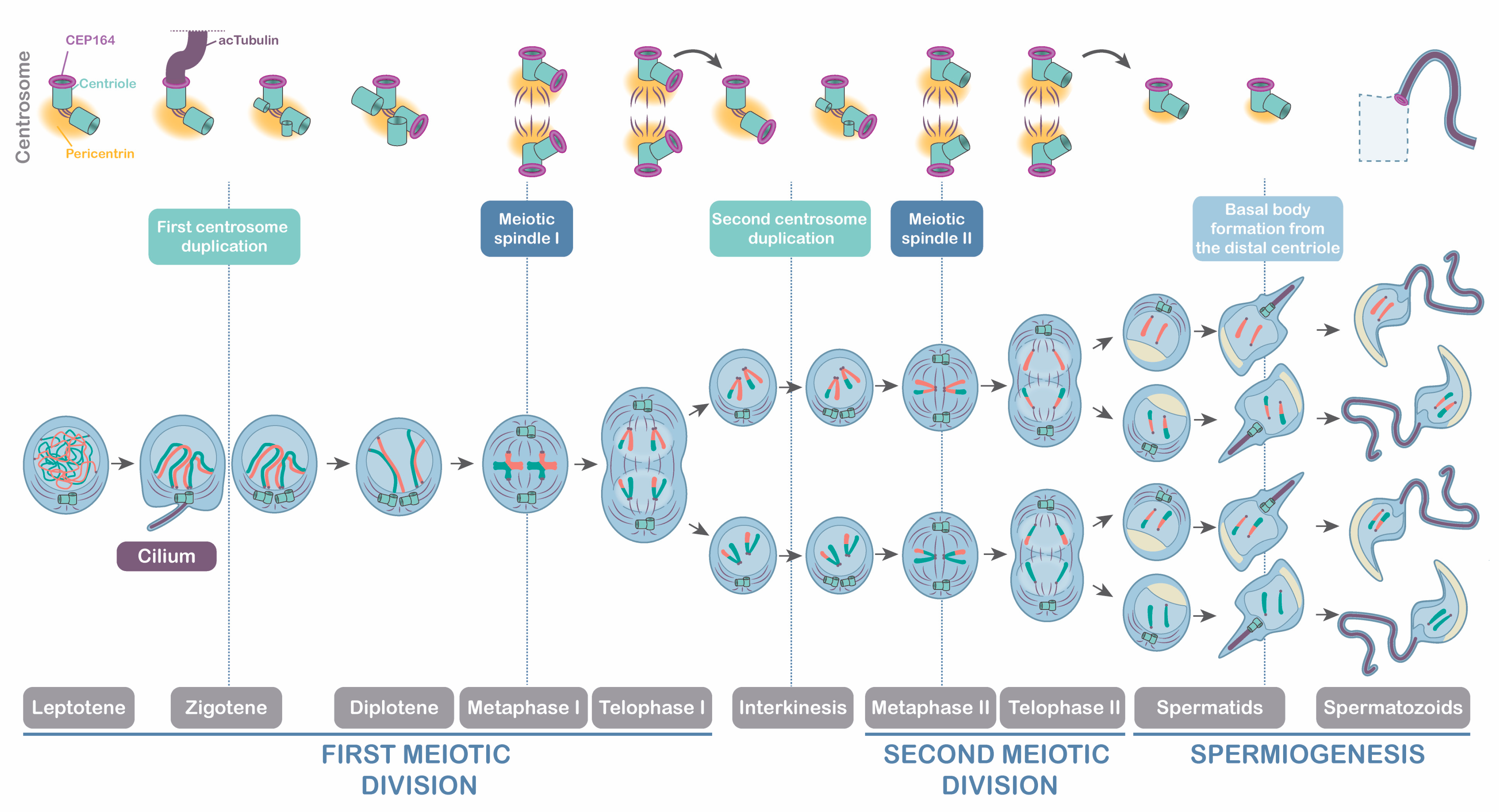Cells 12 00142 g008 Cells 12 00142 g008