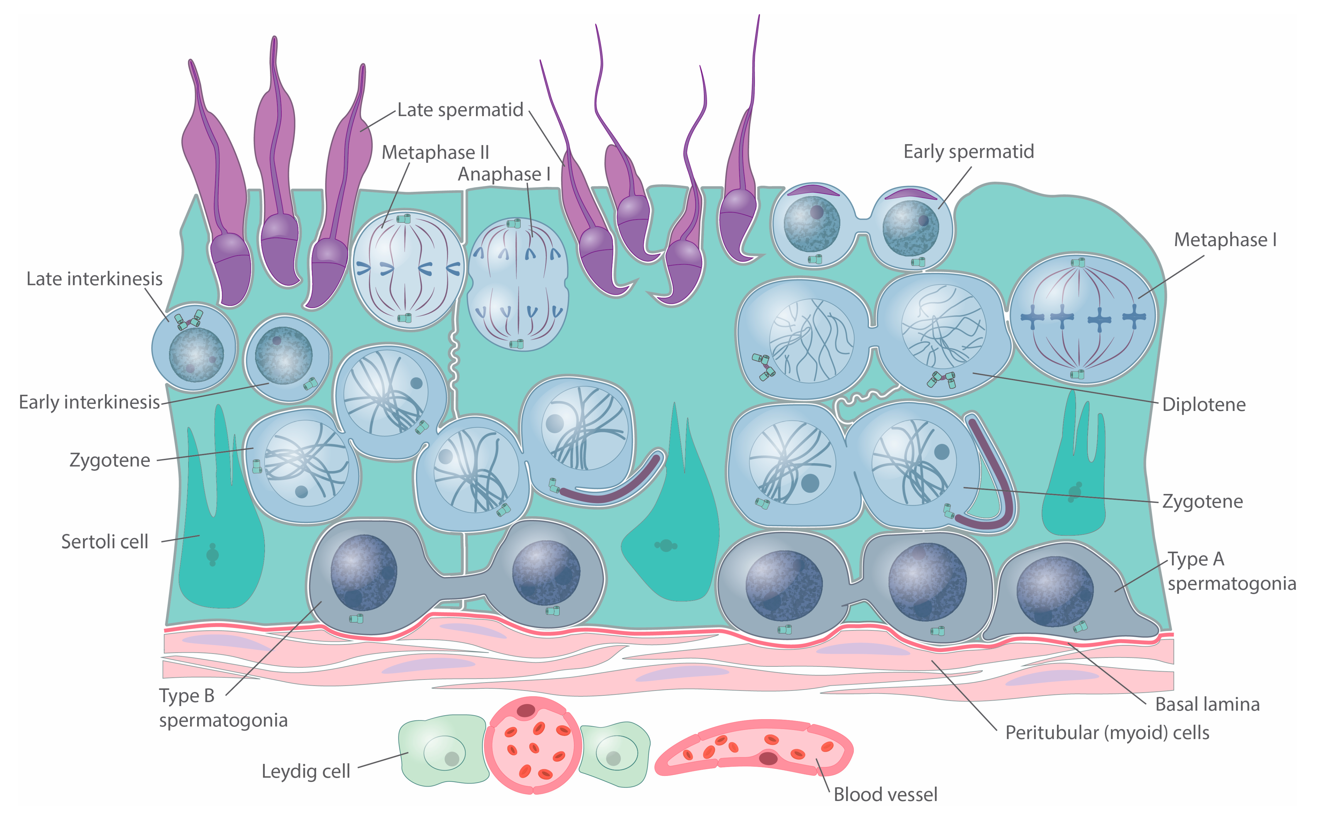 Cells 12 00142 g009 Cells 12 00142 g009
