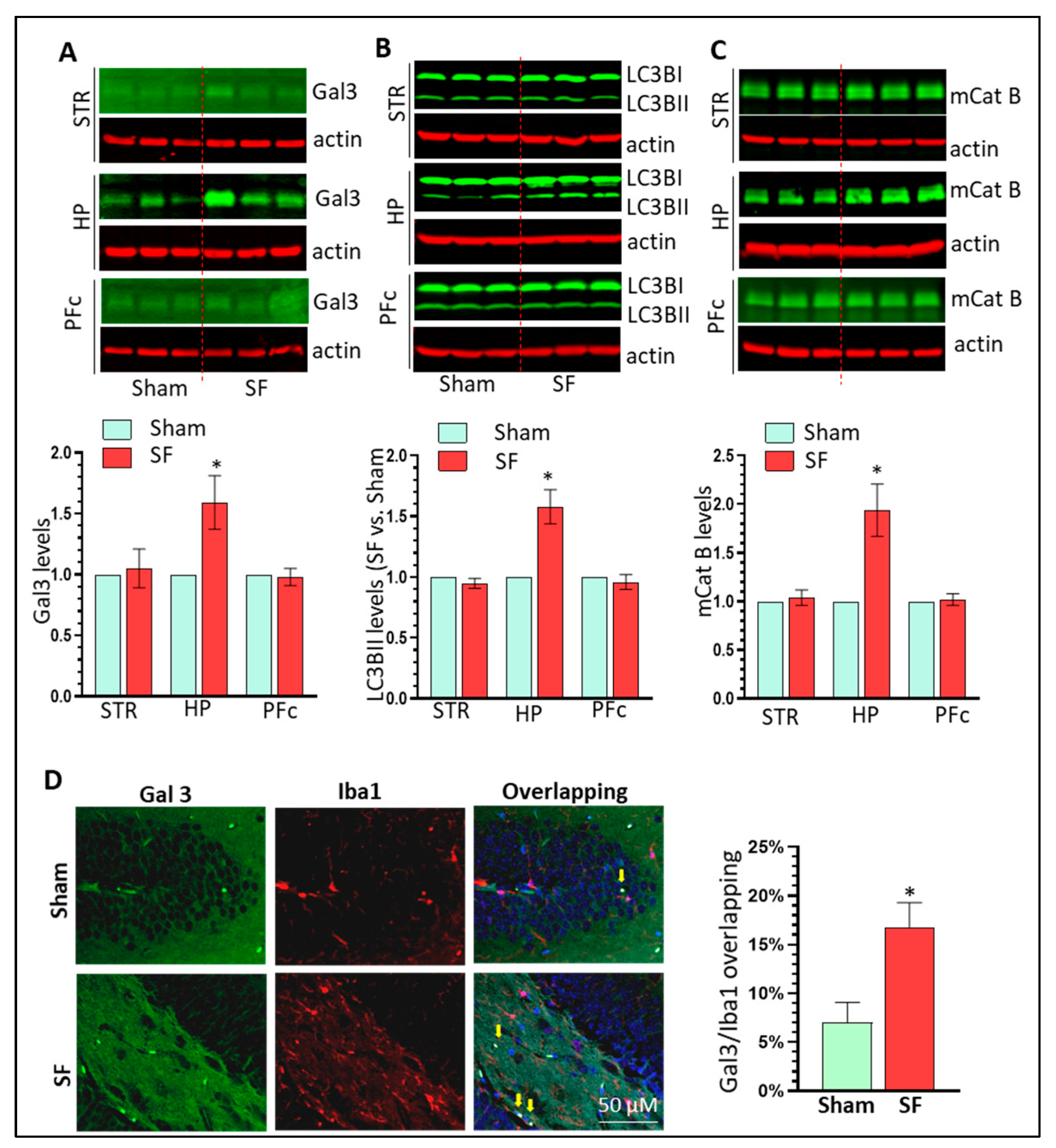 Cells 12 00160 g007 Cells 12 00160 g007