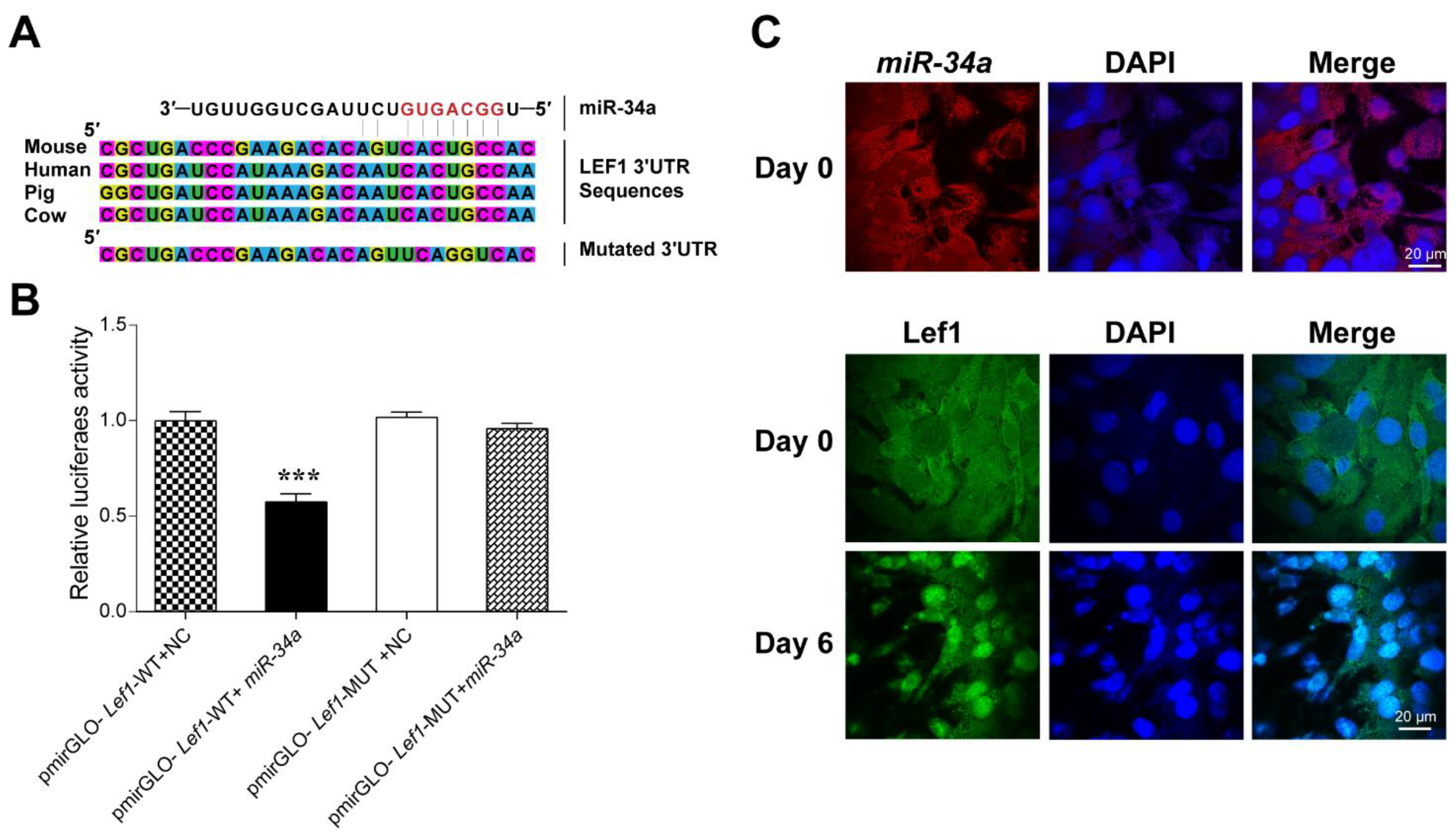 Cells 12 00167 g005 Cells 12 00167 g005