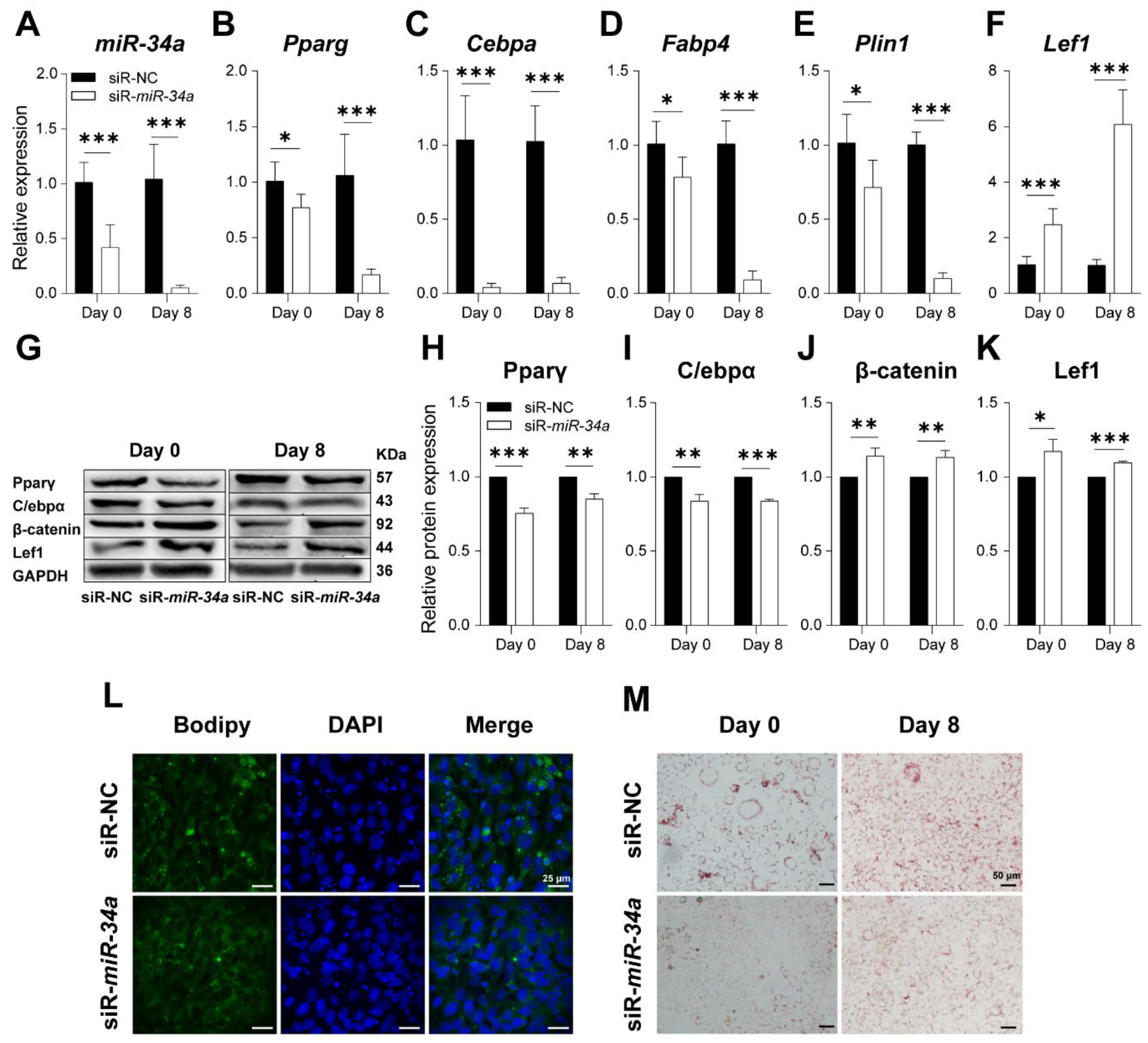 Cells 12 00167 g007 Cells 12 00167 g007