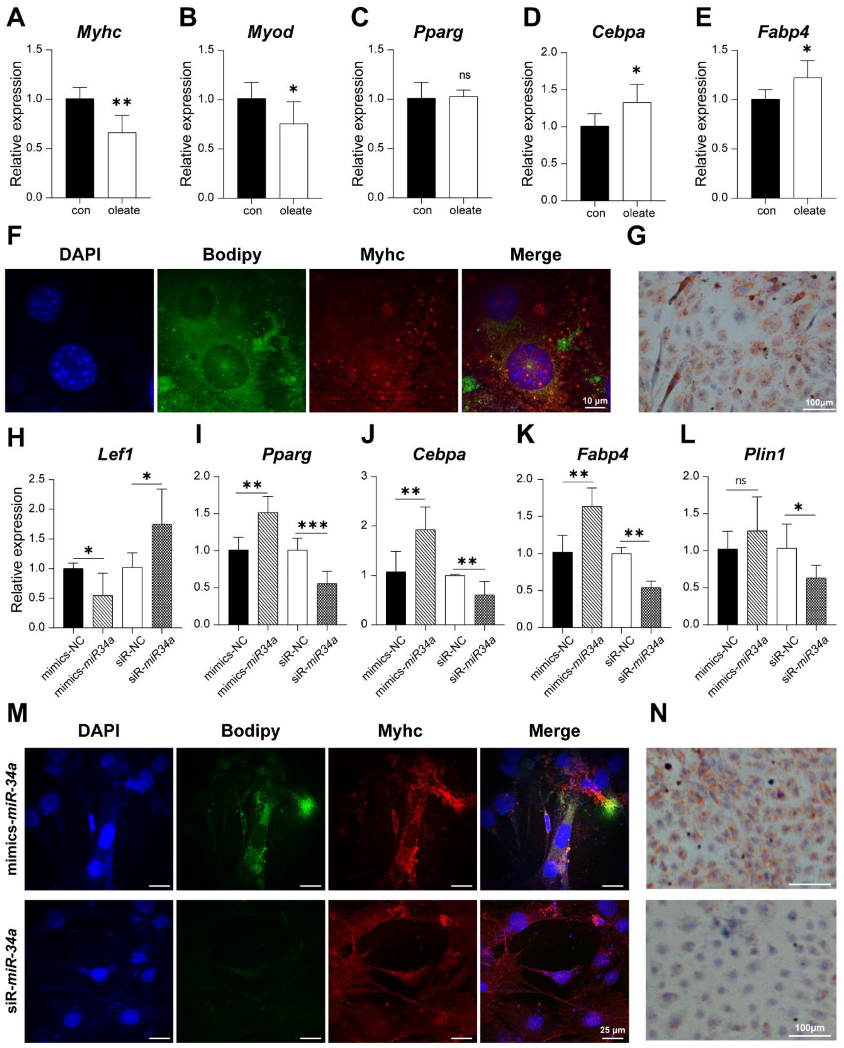 Cells 12 00167 g009 Cells 12 00167 g009